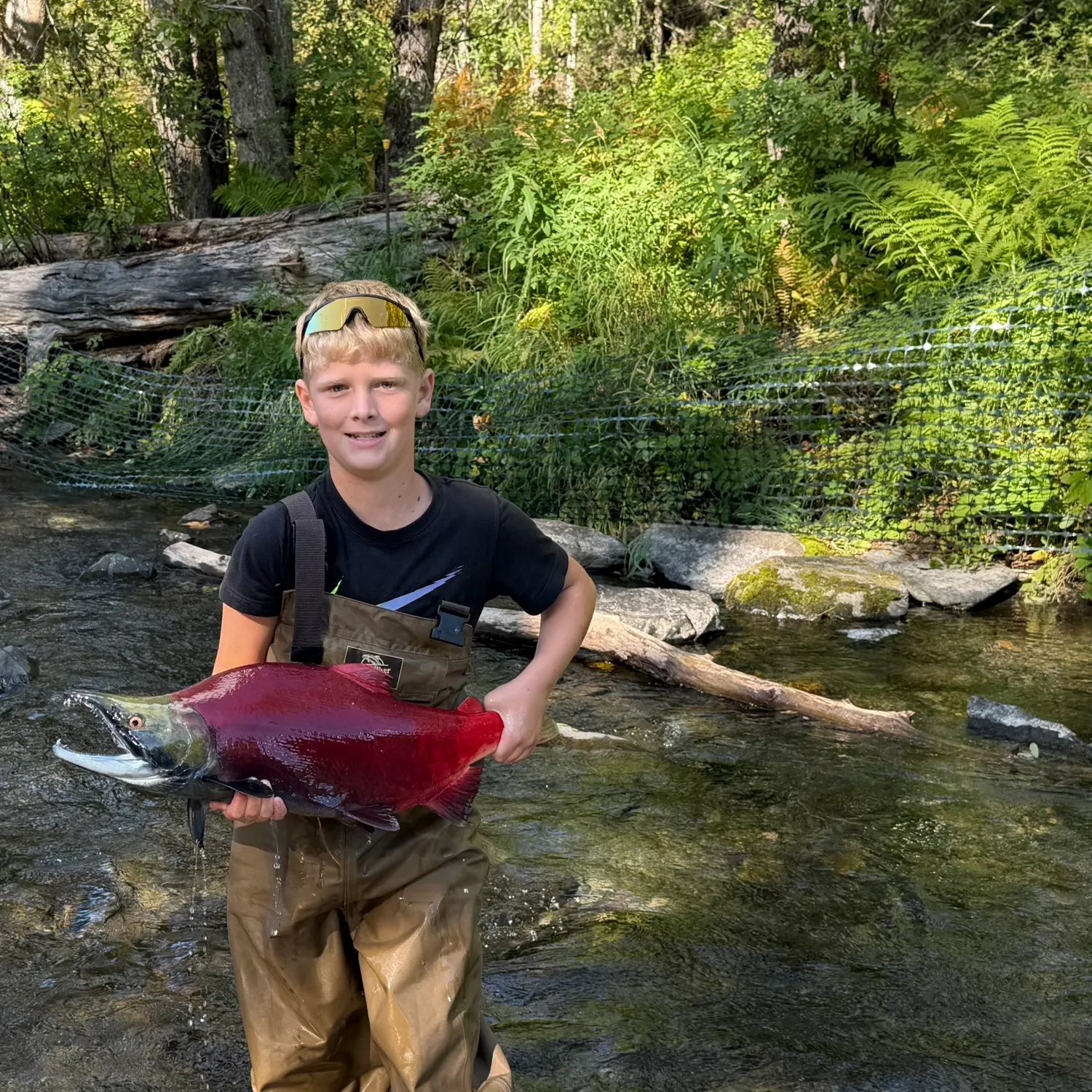The most recent Sockeye salmon catches on Fishbrain