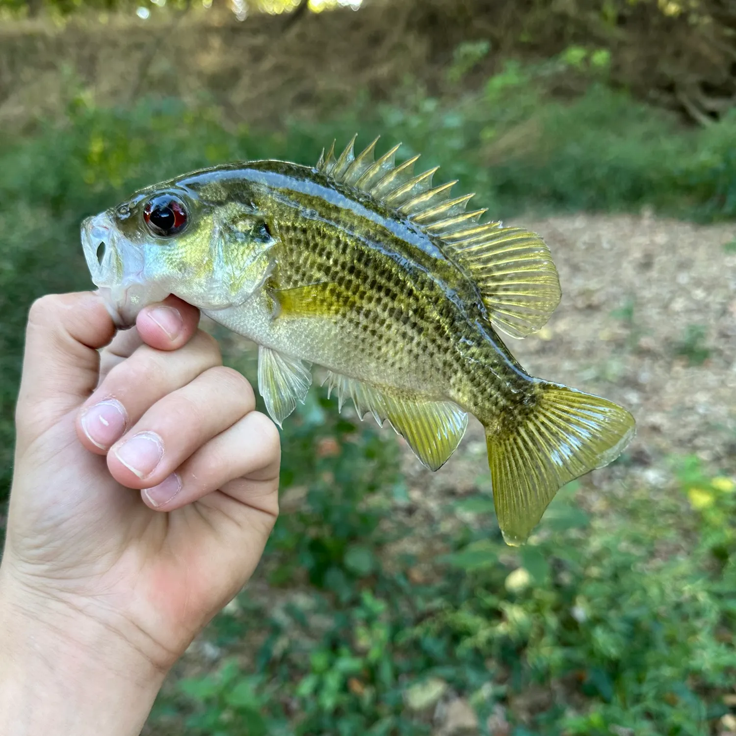 Fish caught on Fishbrain