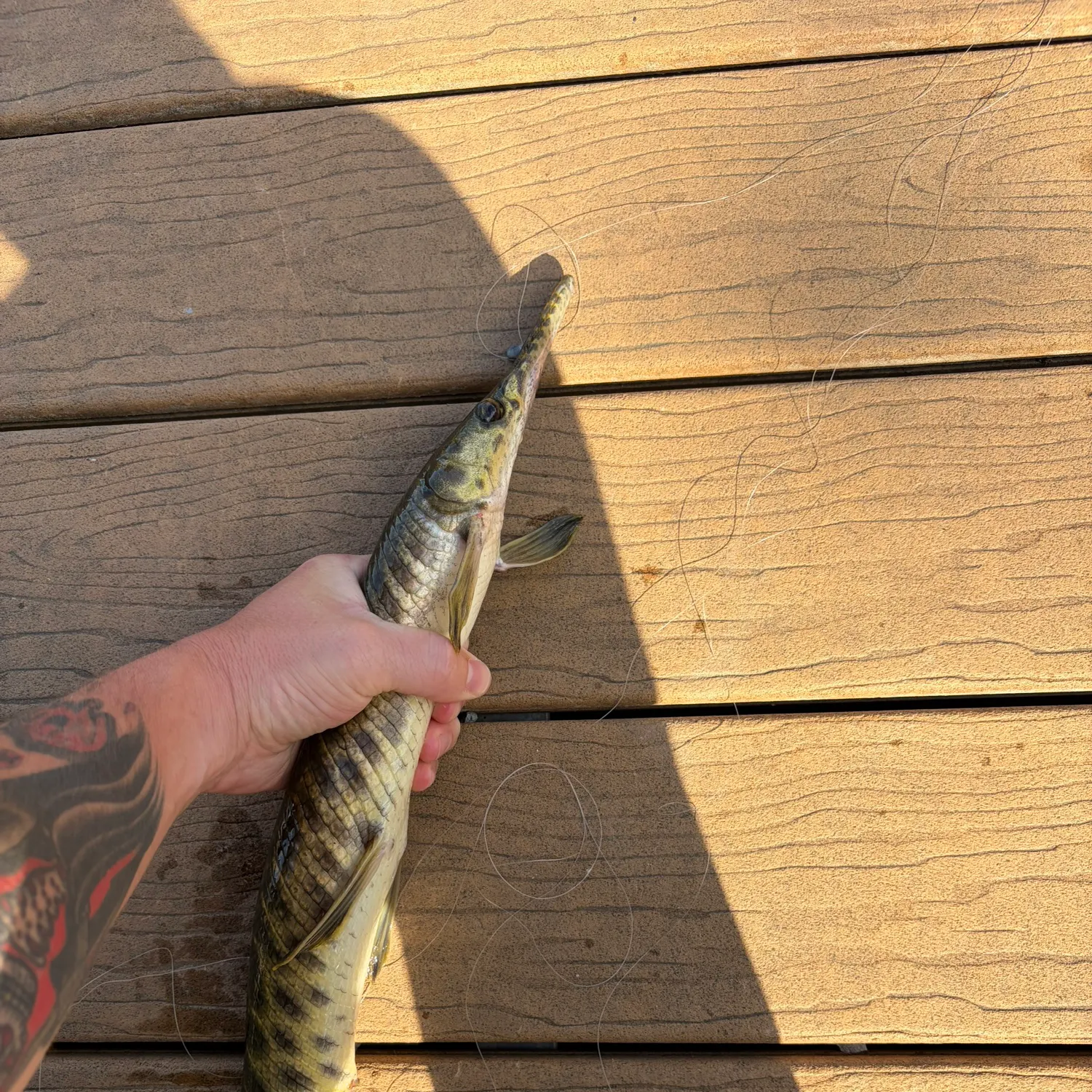 recently logged catches