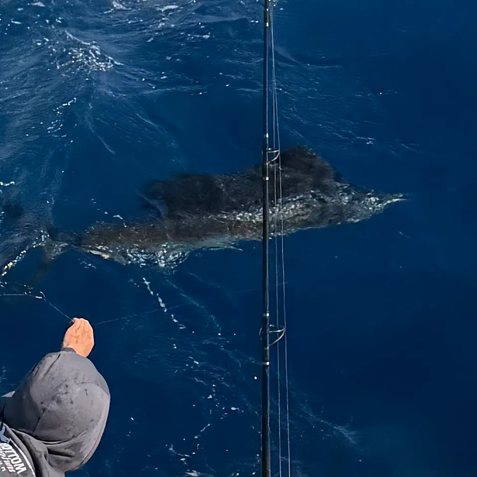 The most recent Atlantic sailfish catches on Fishbrain