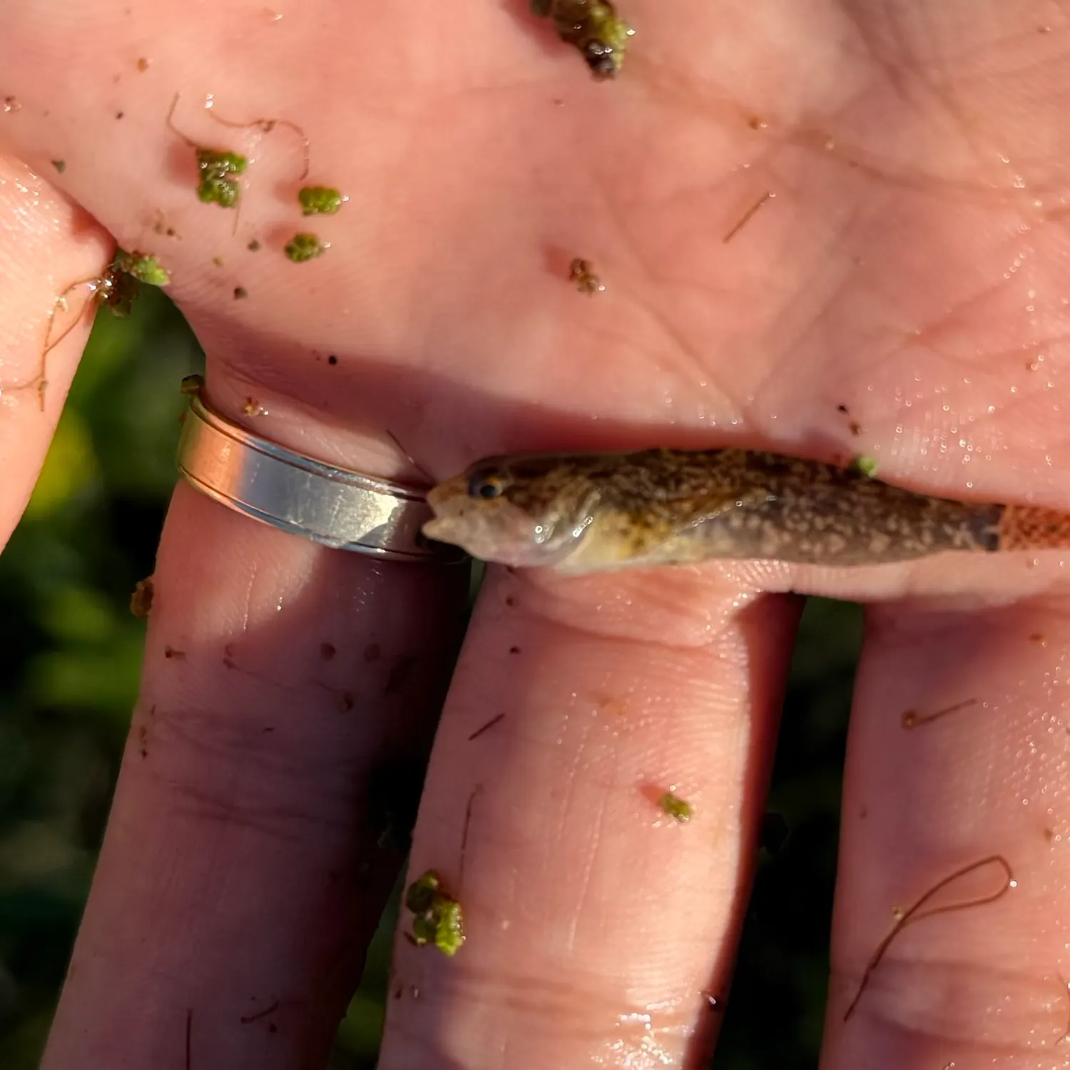 The most recent Reticulate sculpin catches on Fishbrain