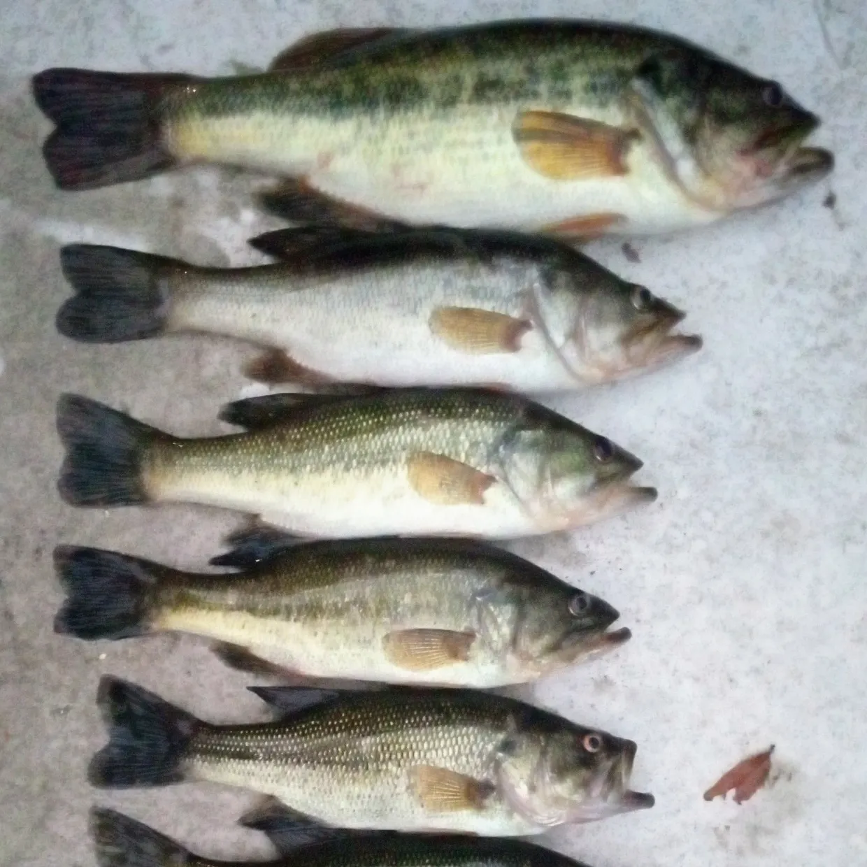 recently logged catches