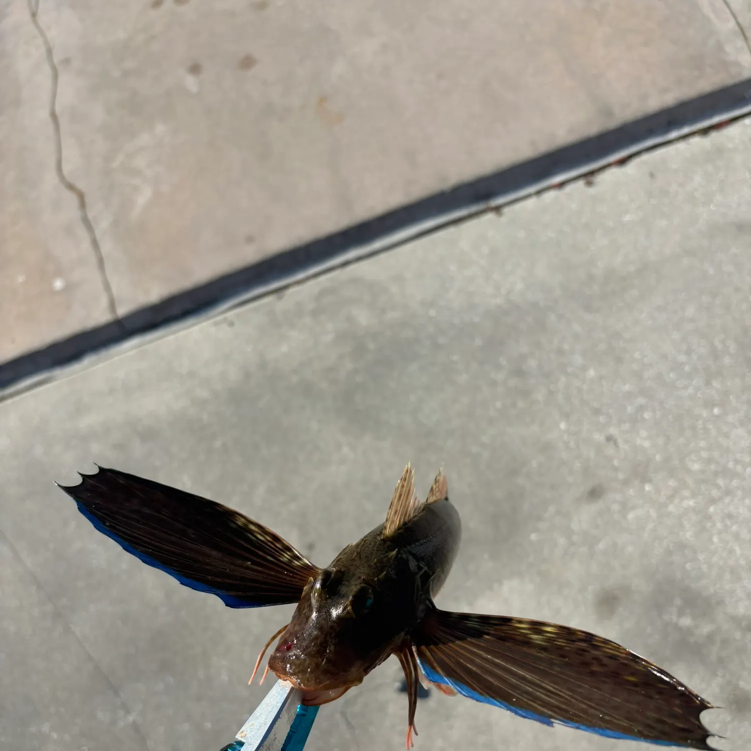 The most recent Striped searobin catches on Fishbrain