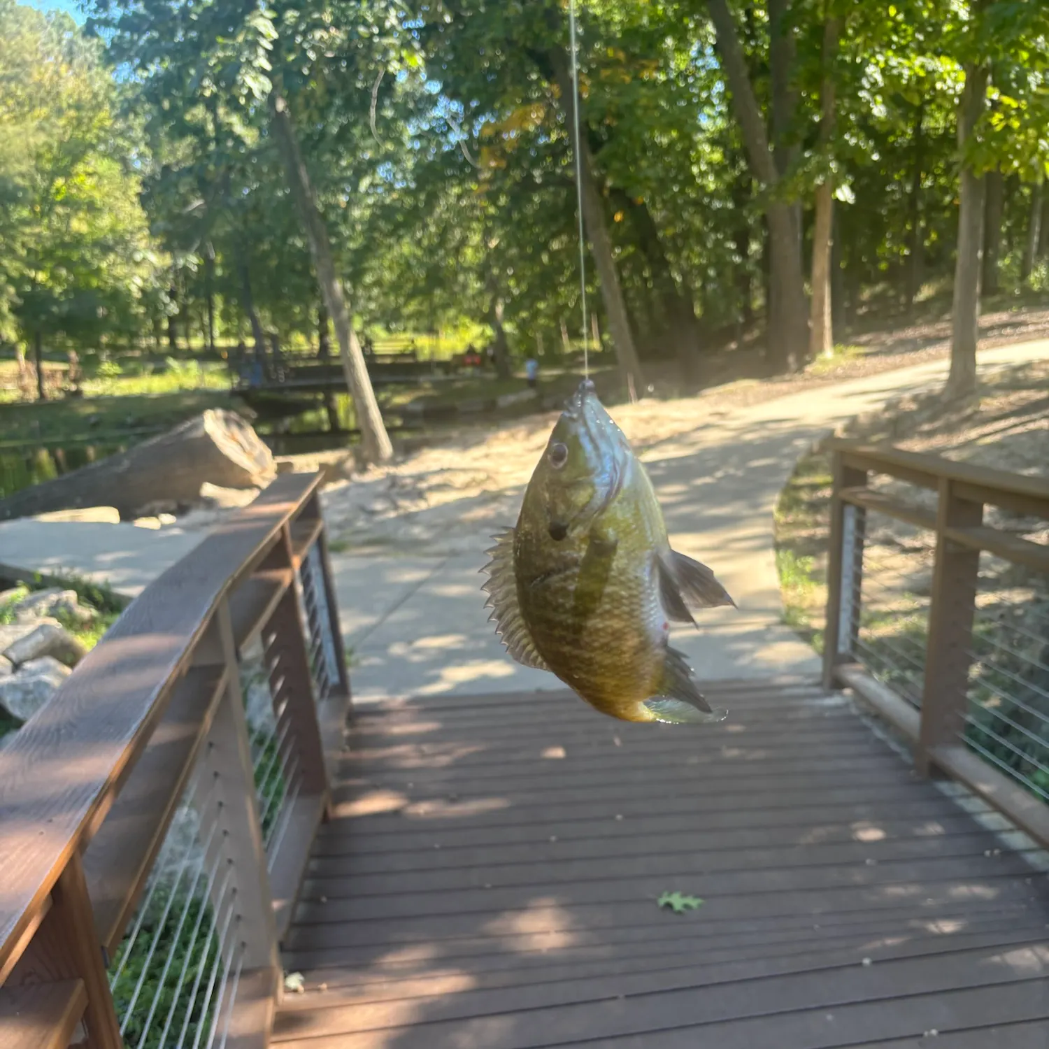 Bluegill caught on Fishbrain