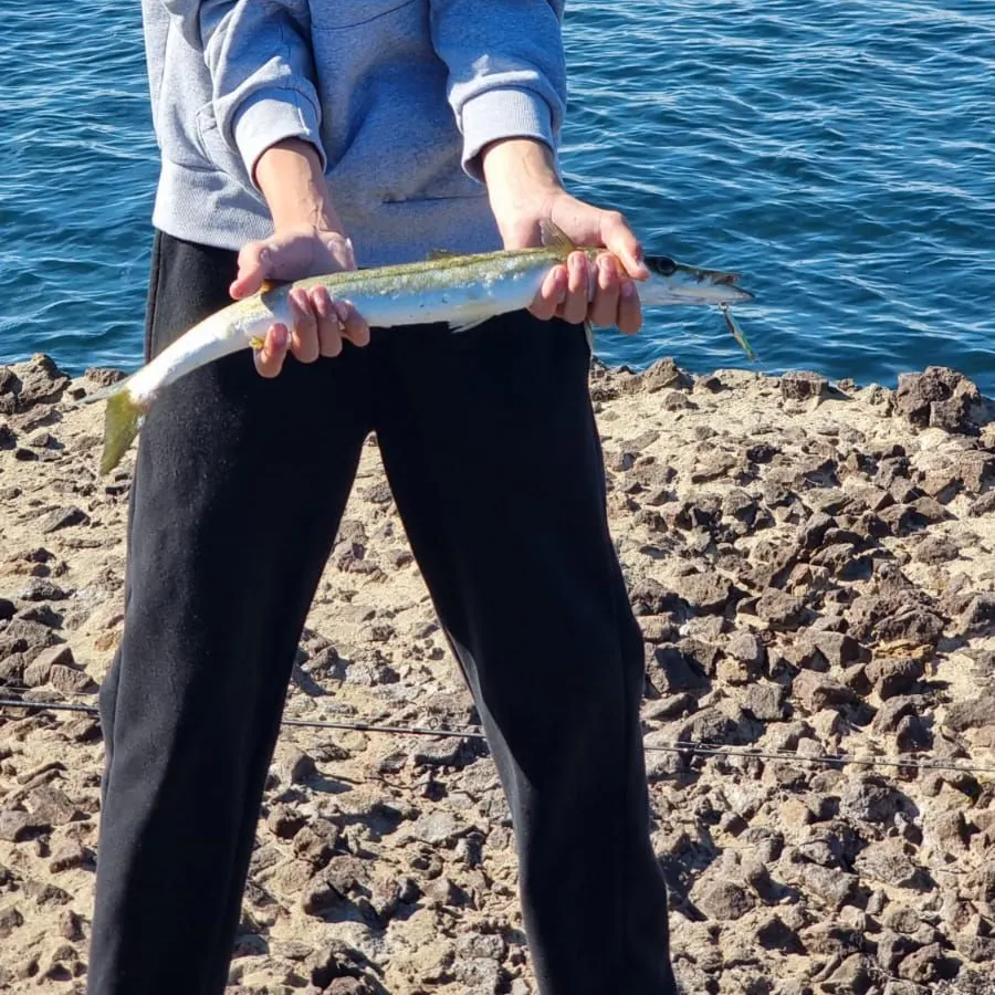 Yellowtail barracuda caught on Fishbrain