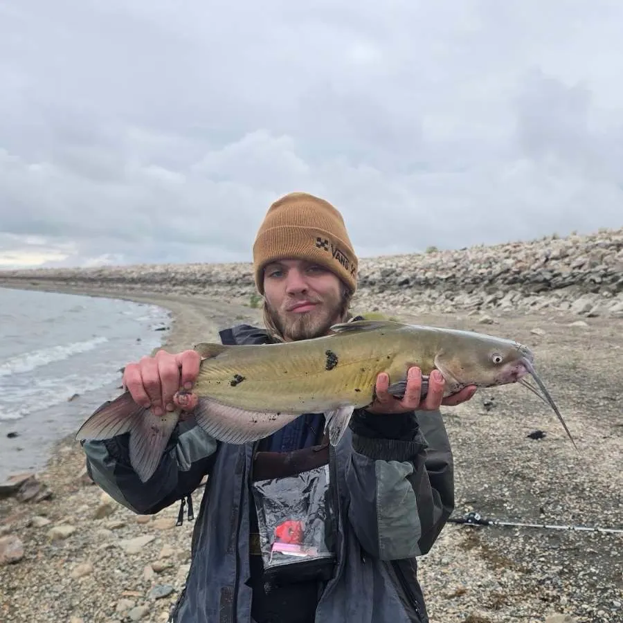 Channel catfish caught on Fishbrain