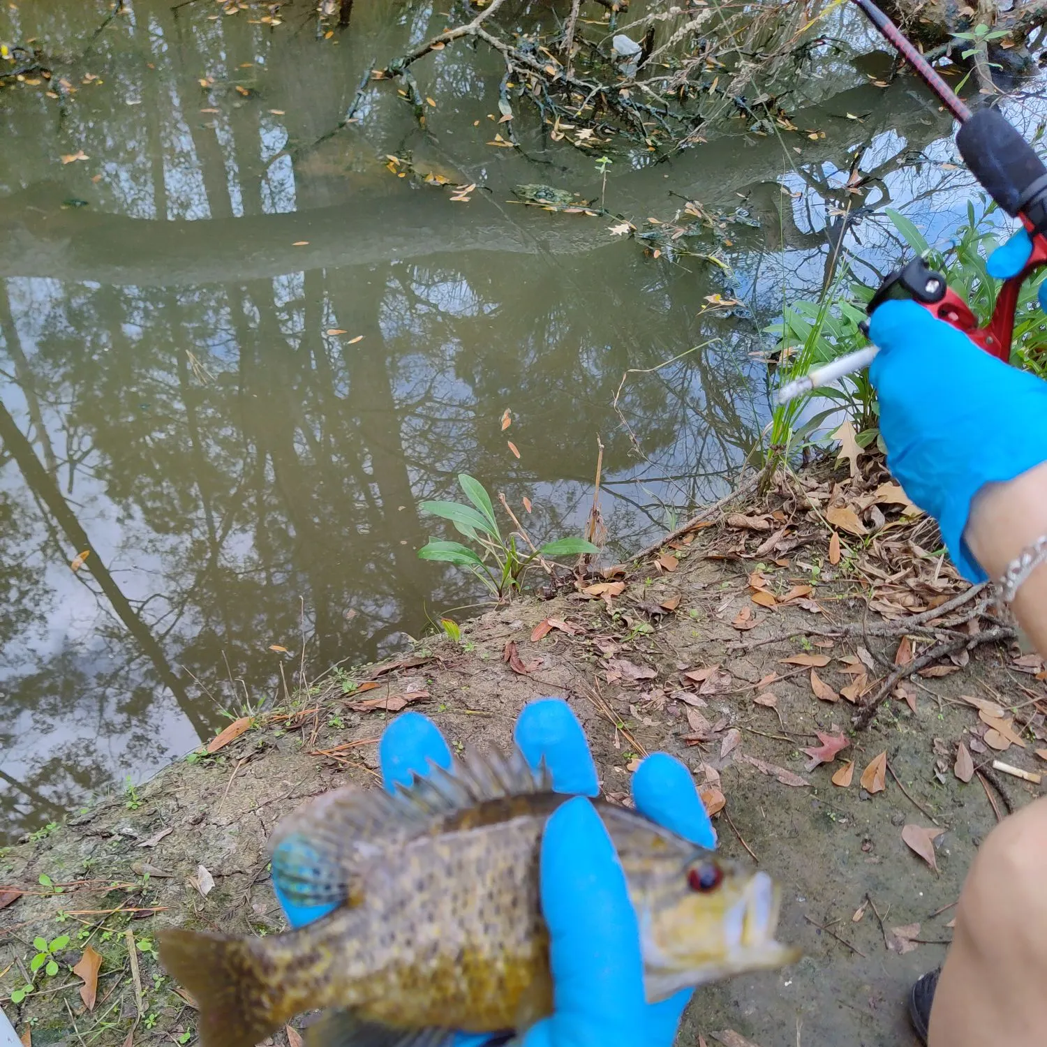 The most recent Warmouth catches on Fishbrain