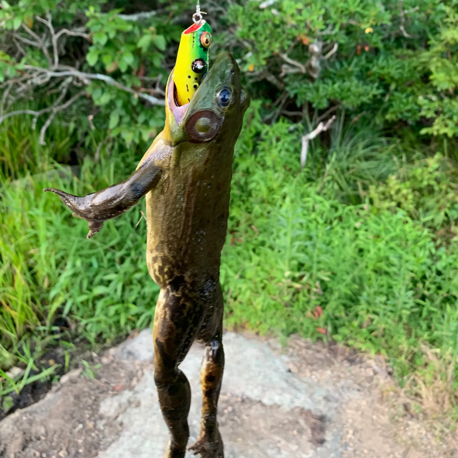 The most recent Alabama hogsucker catches on Fishbrain