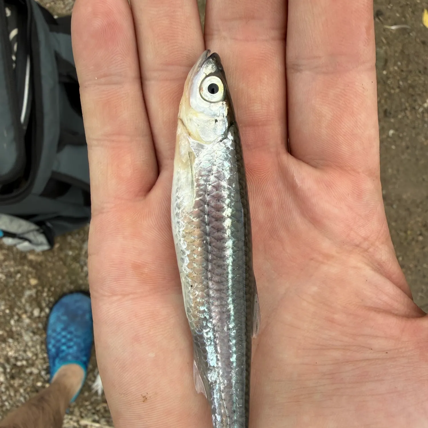 The most recent Silver shiner catches on Fishbrain