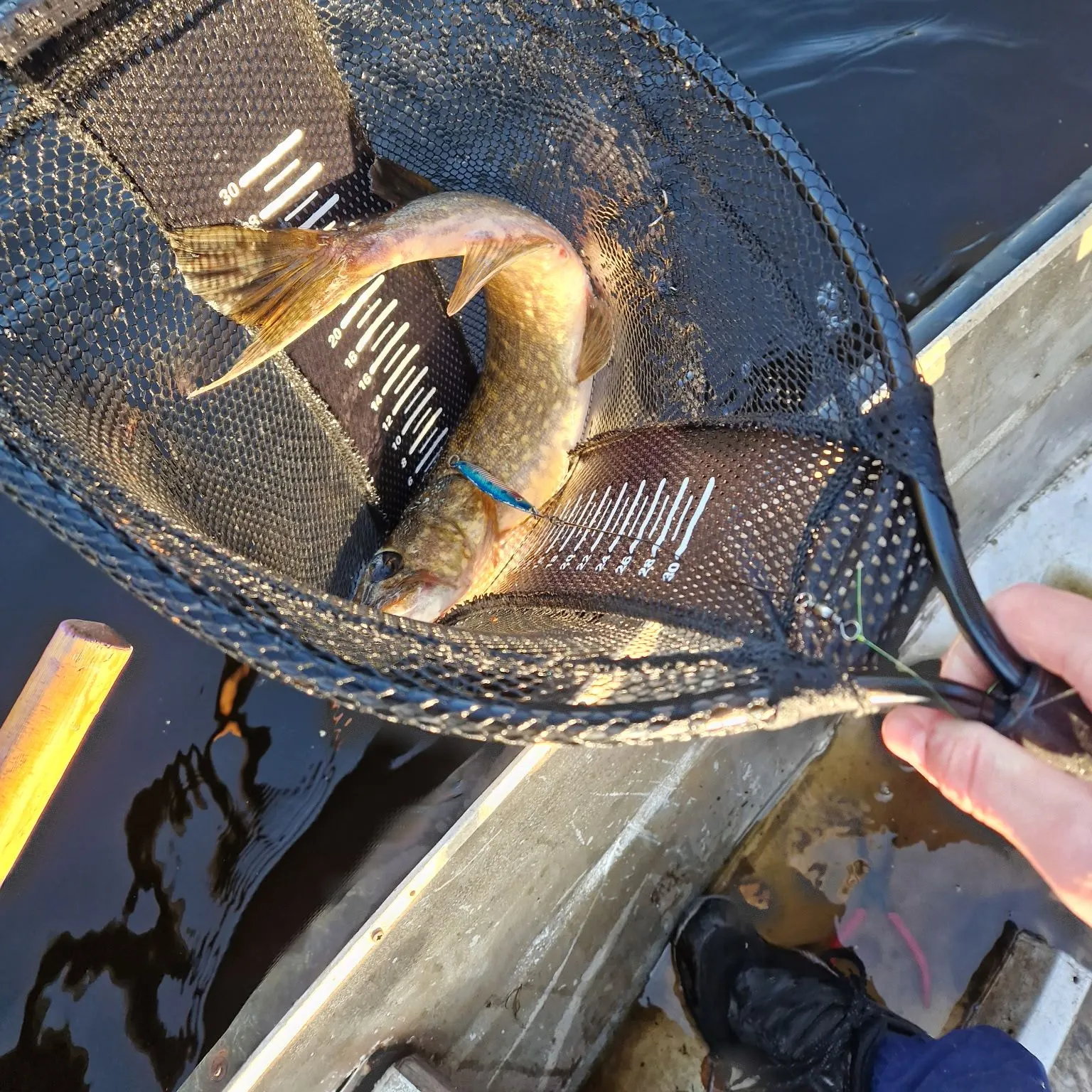 Northern pike caught on Fishbrain