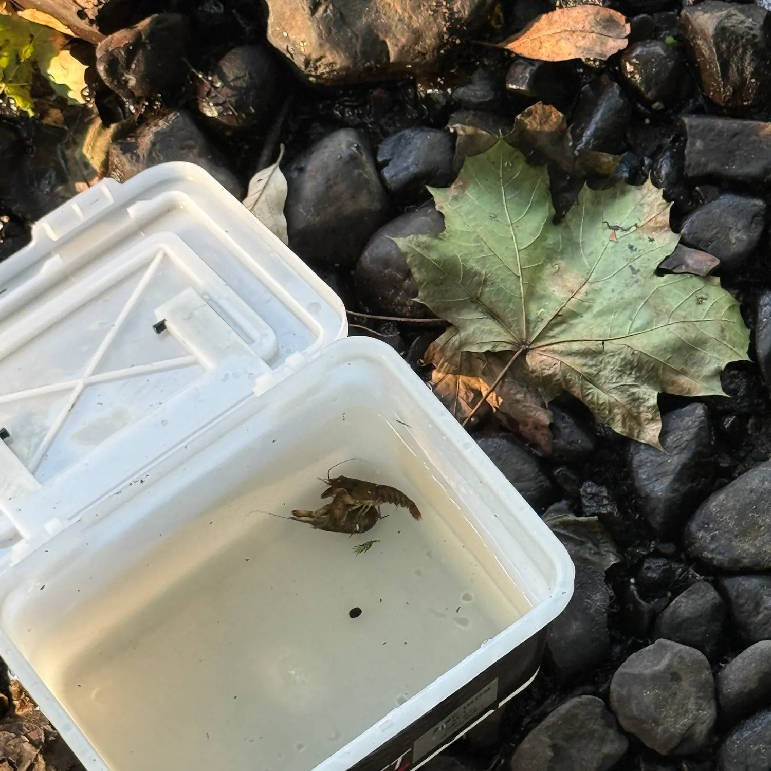 The most recent Northern clearwater crayfish catches on Fishbrain