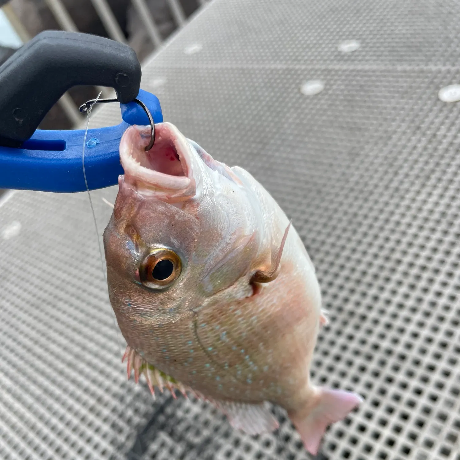 The most recent Australasian snapper catches on Fishbrain
