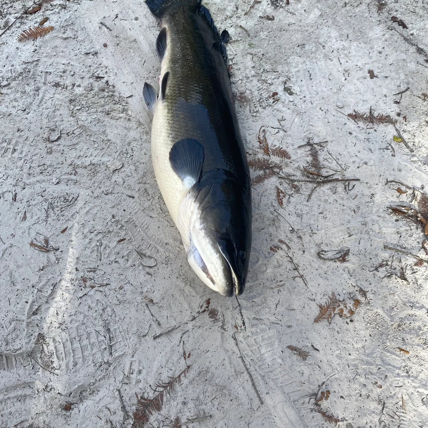 The most recent Ruddy bowfin catches on Fishbrain