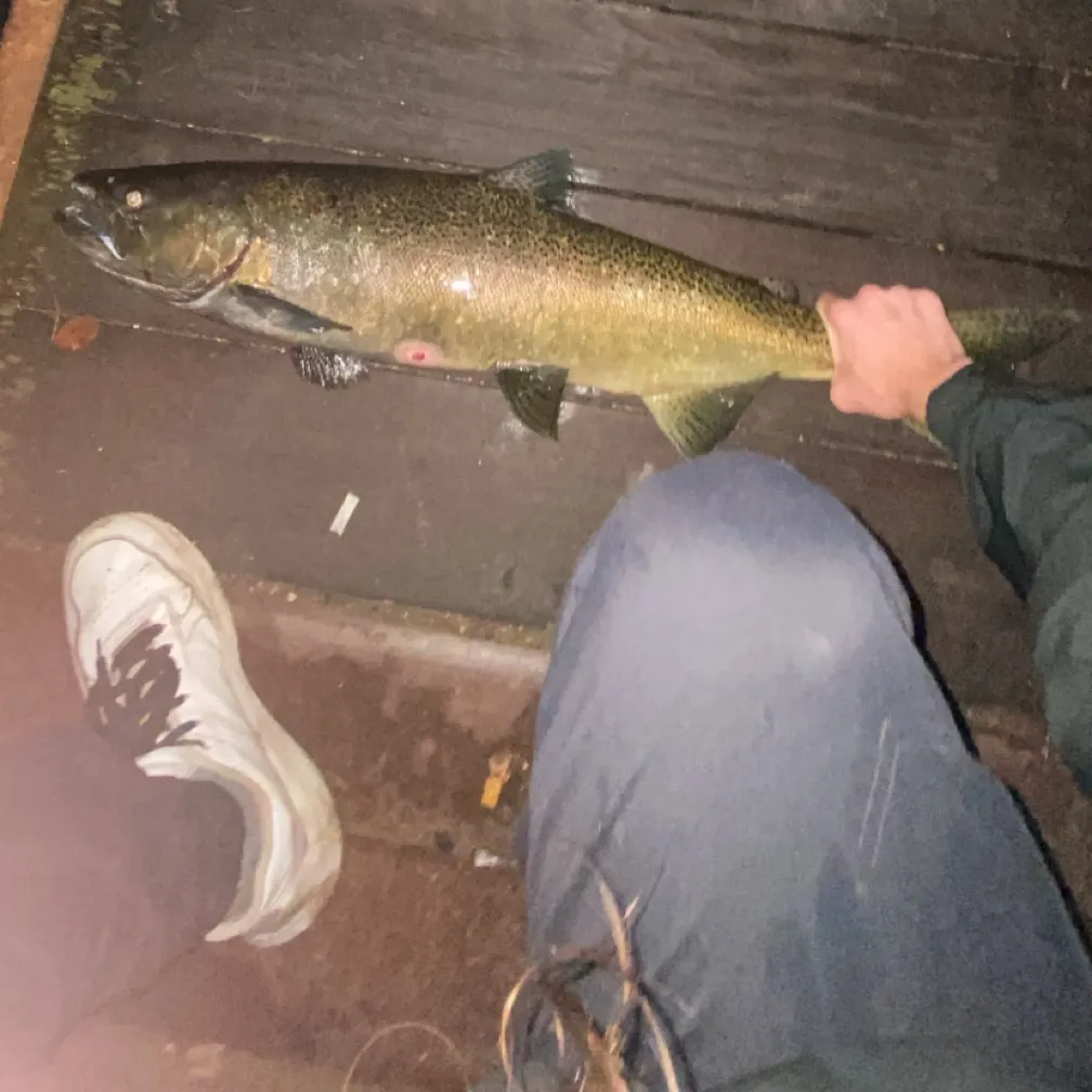 Chinook salmon caught on Fishbrain