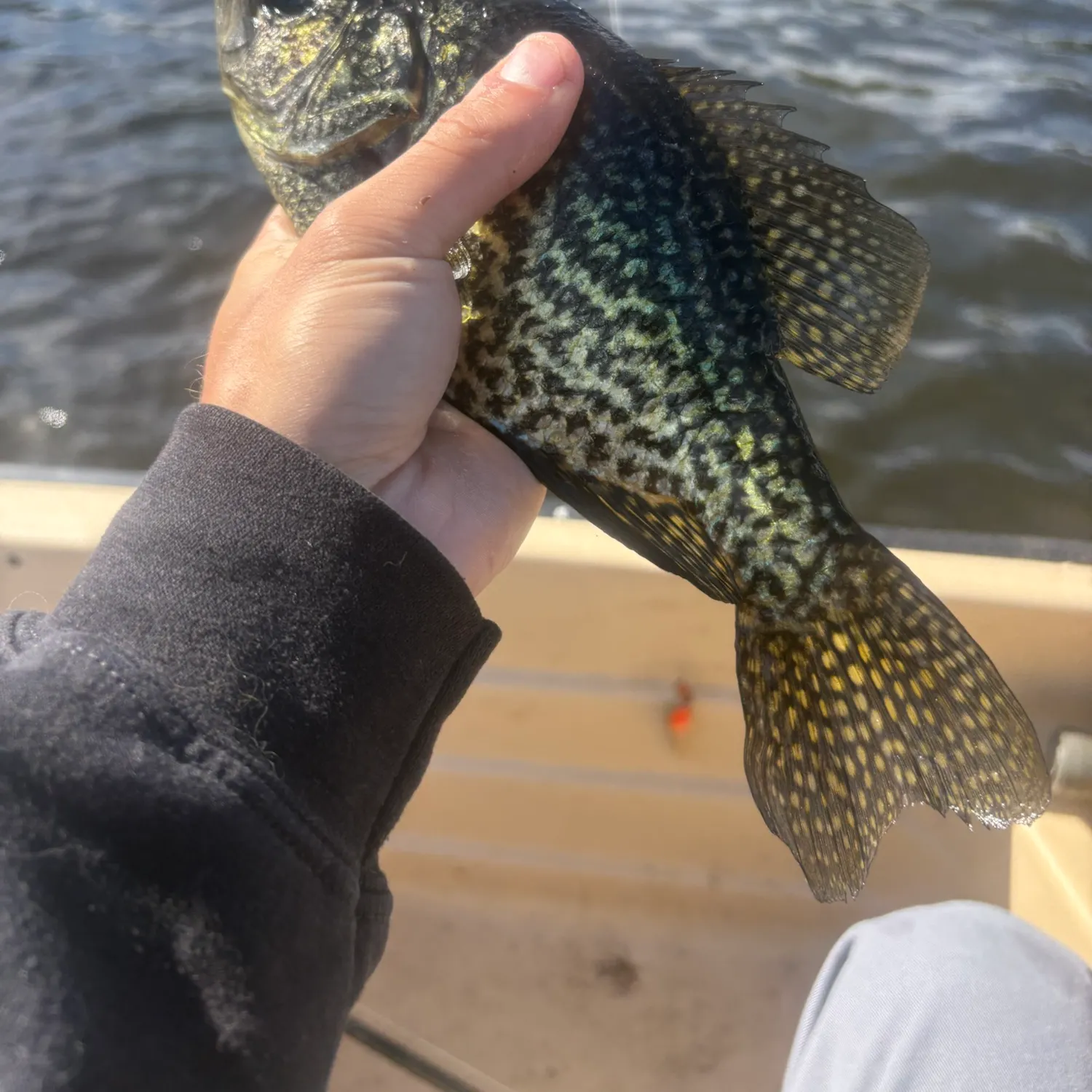 Black crappie caught on Fishbrain