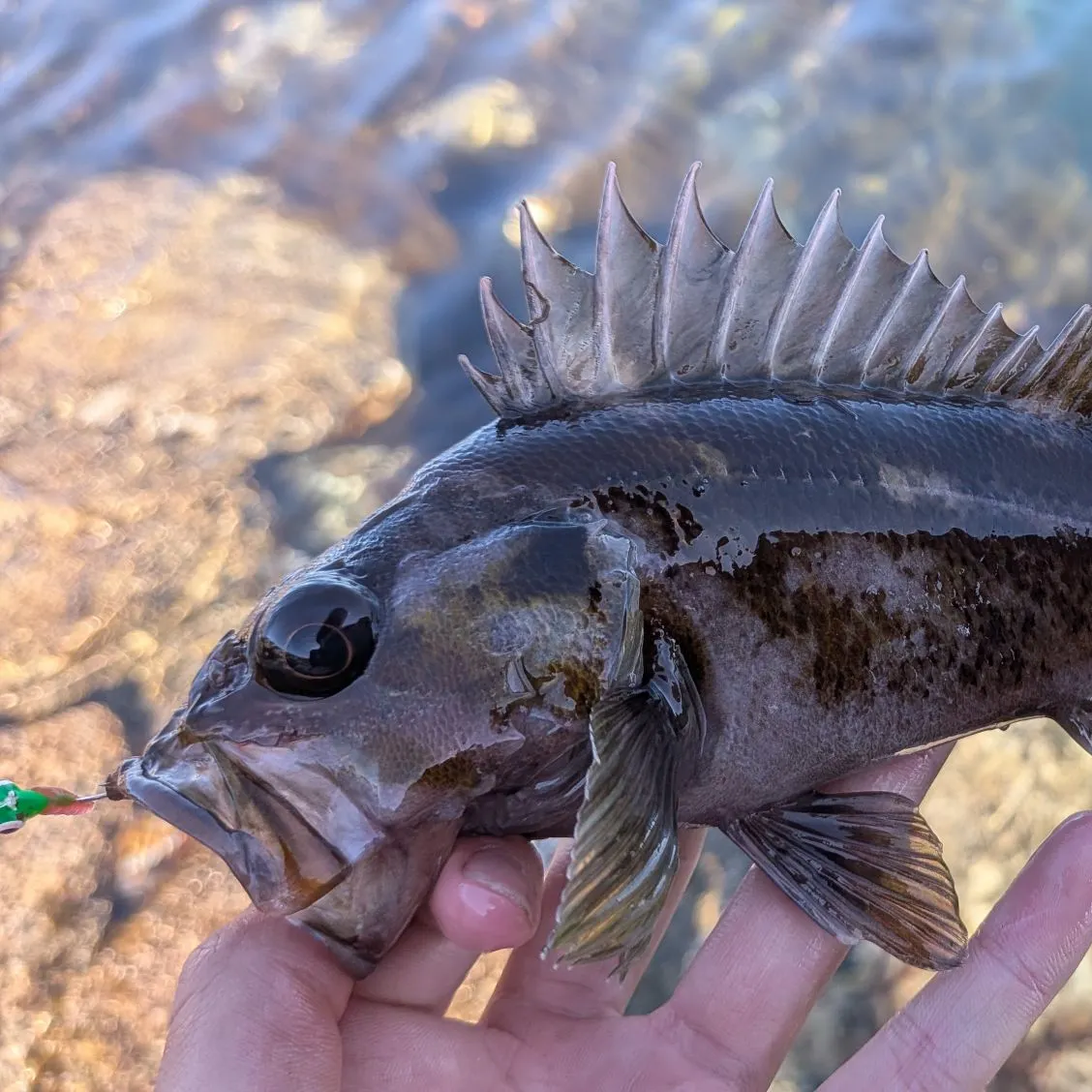 The most recent Copper rockfish catches on Fishbrain