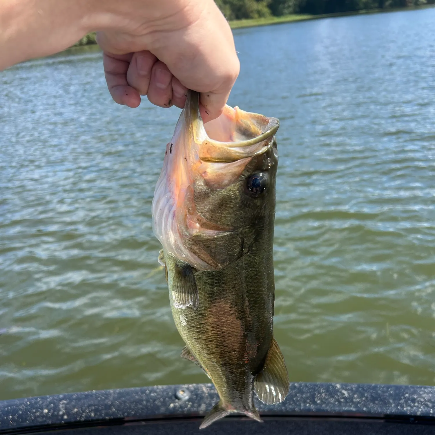 Fish caught on Fishbrain