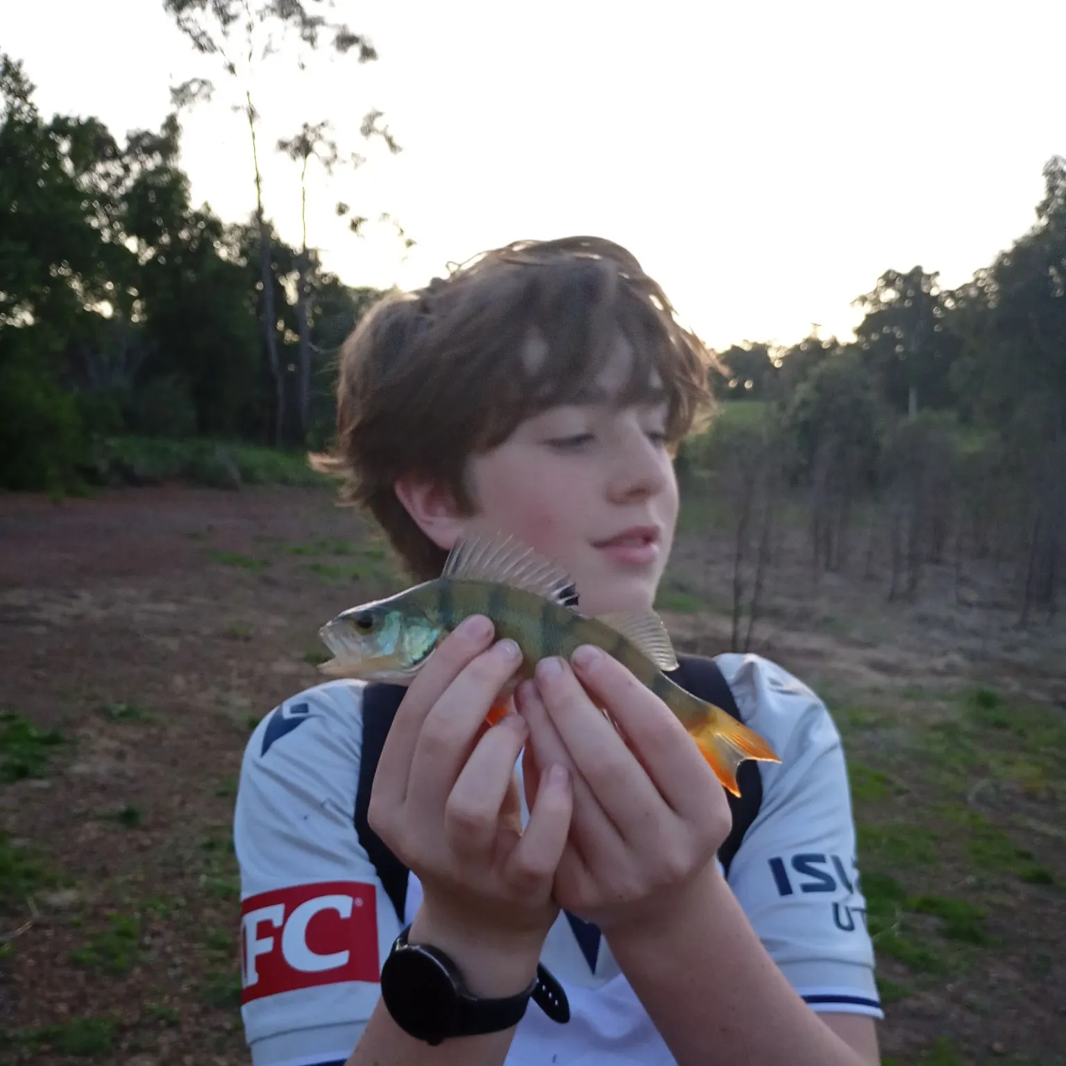 European perch caught on Fishbrain
