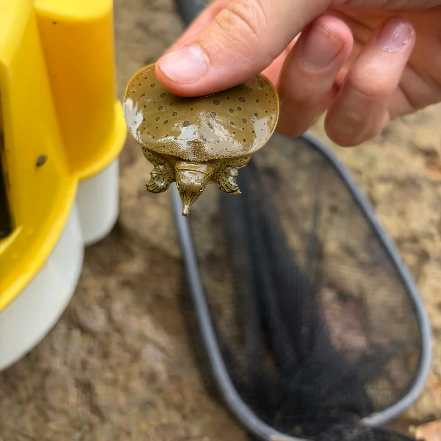 Spiny softshell turtle caught on Fishbrain