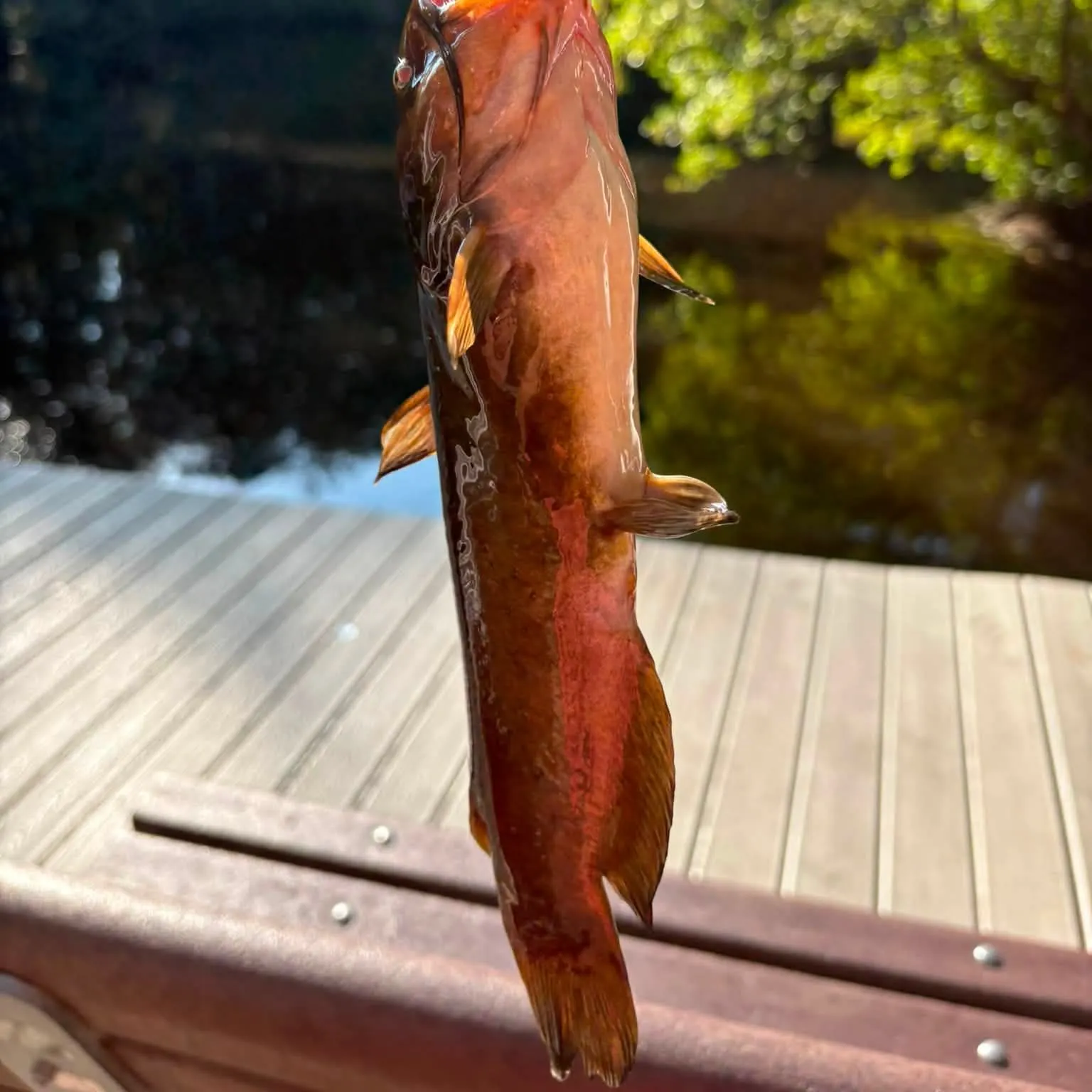 Yellow bullhead caught on Fishbrain