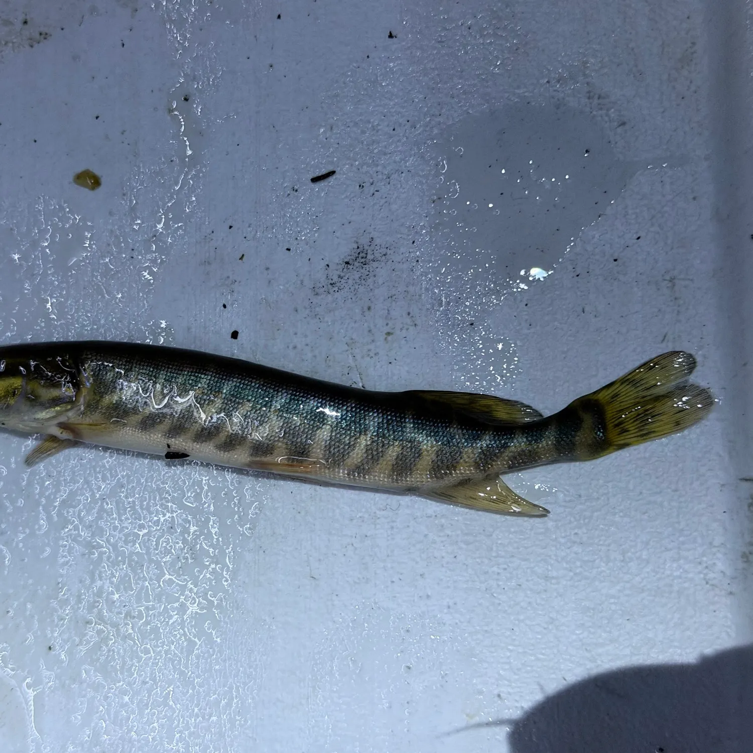 Northern pike caught on Fishbrain