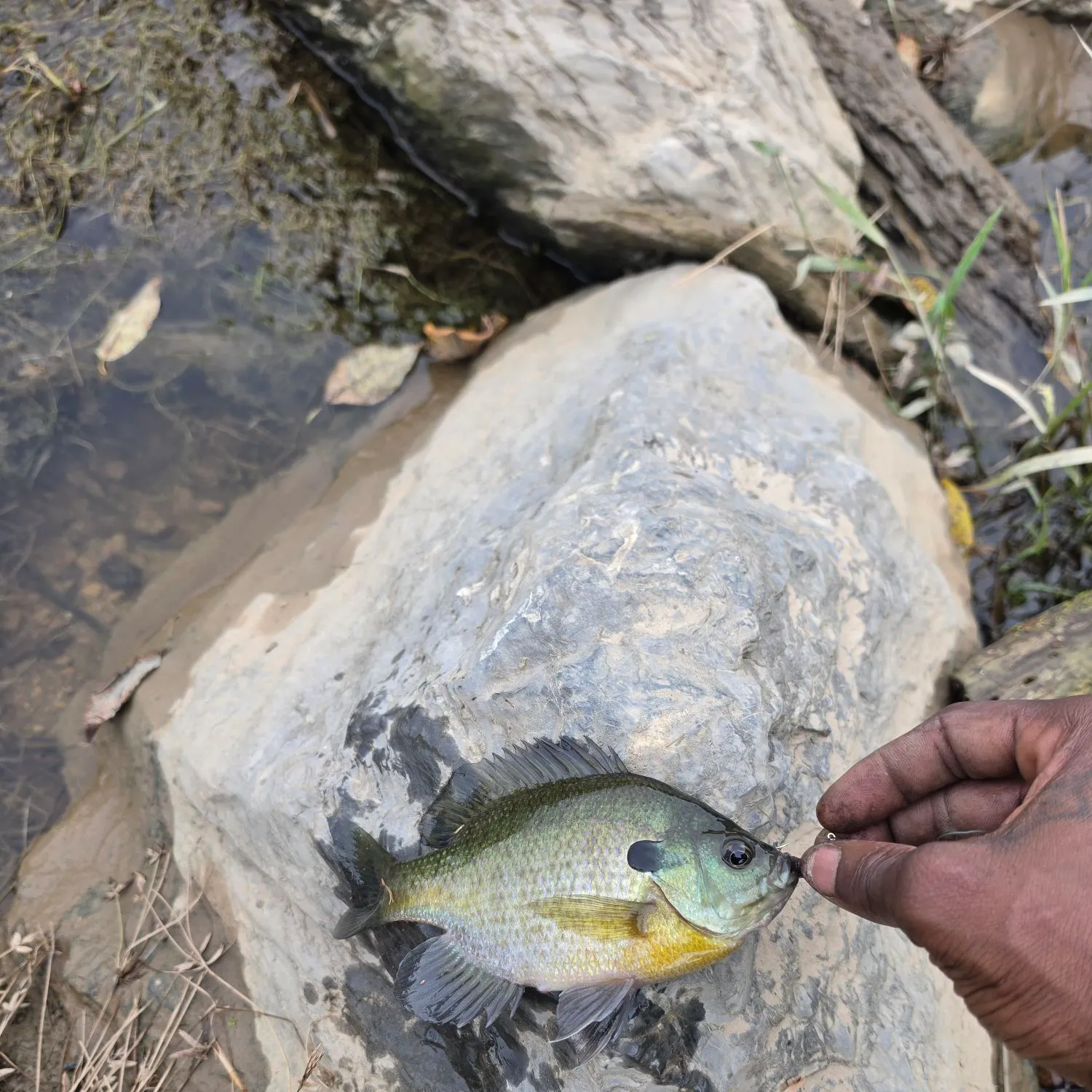 Bluegill caught on Fishbrain