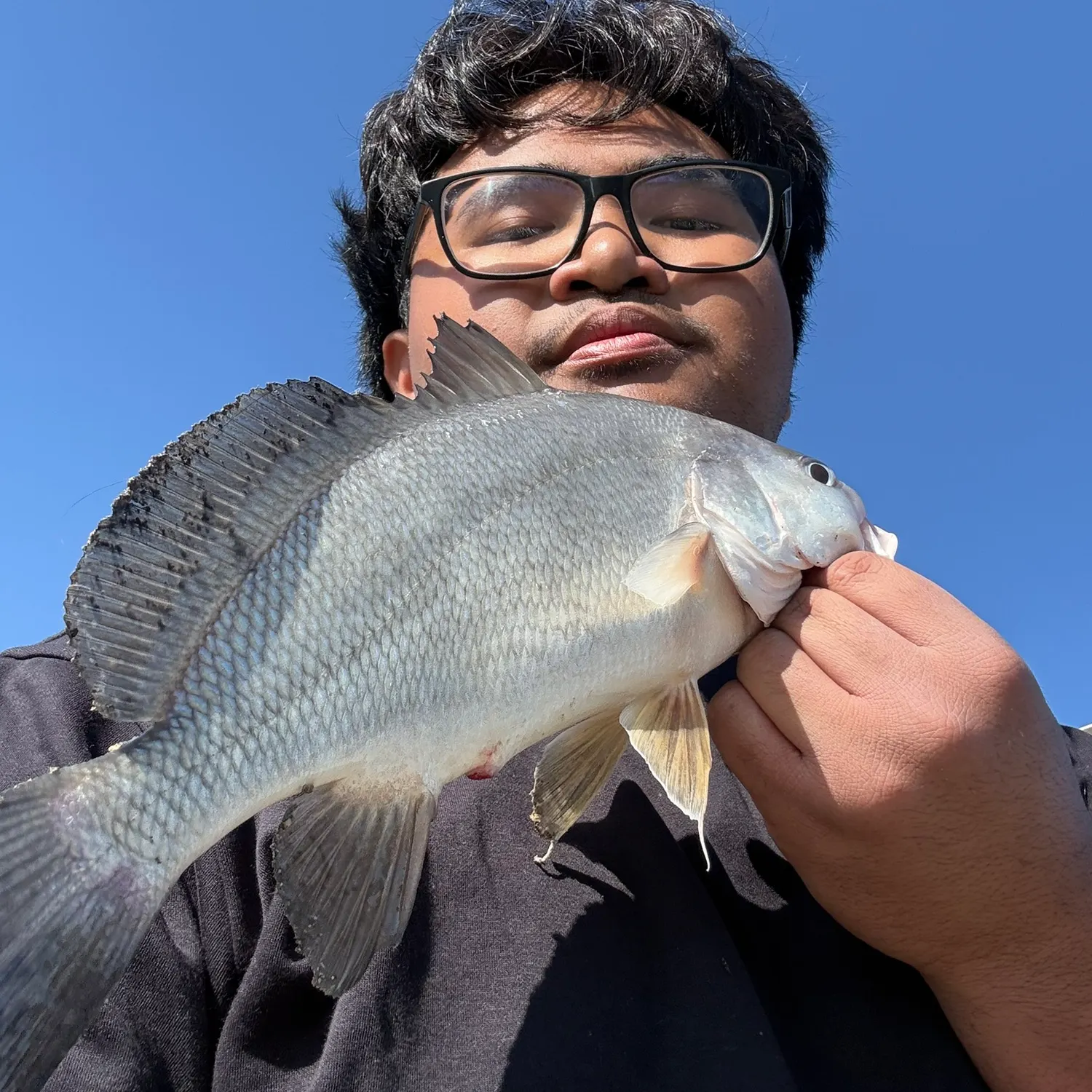 Freshwater drum caught on Fishbrain