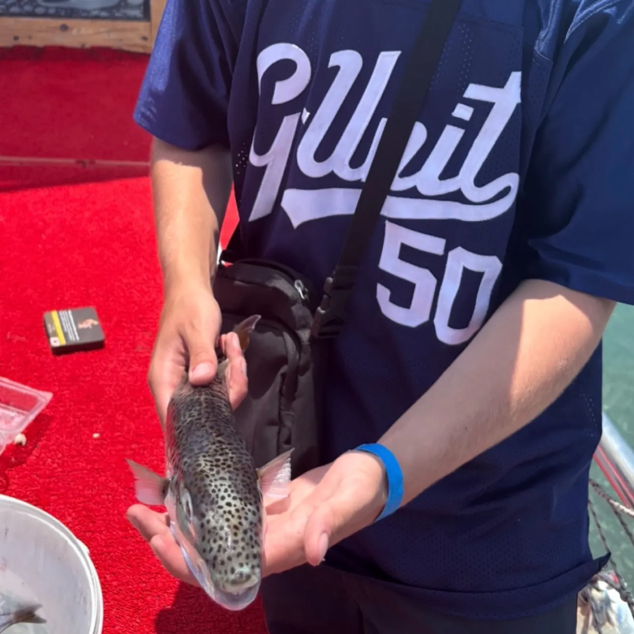 The most recent Silver-cheeked toadfish catches on Fishbrain