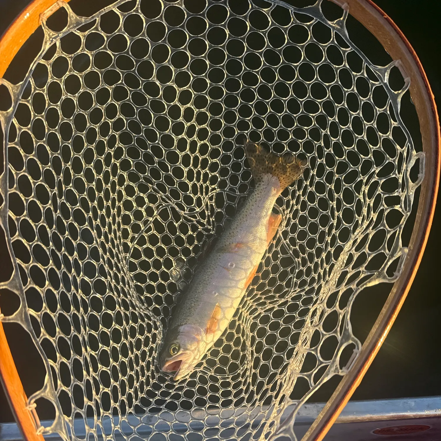 Rainbow trout caught on Fishbrain
