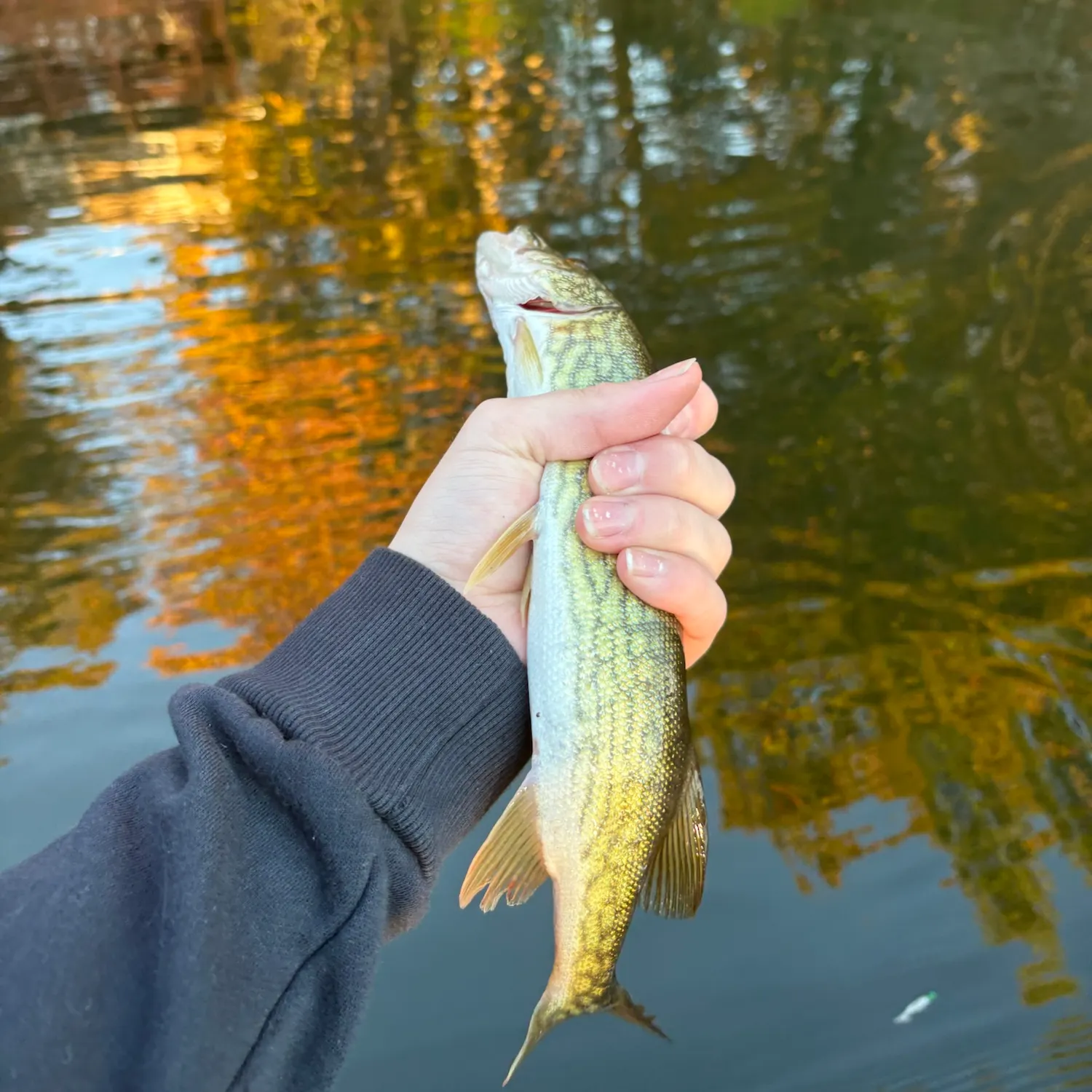 The most recent Chain pickerel catches on Fishbrain