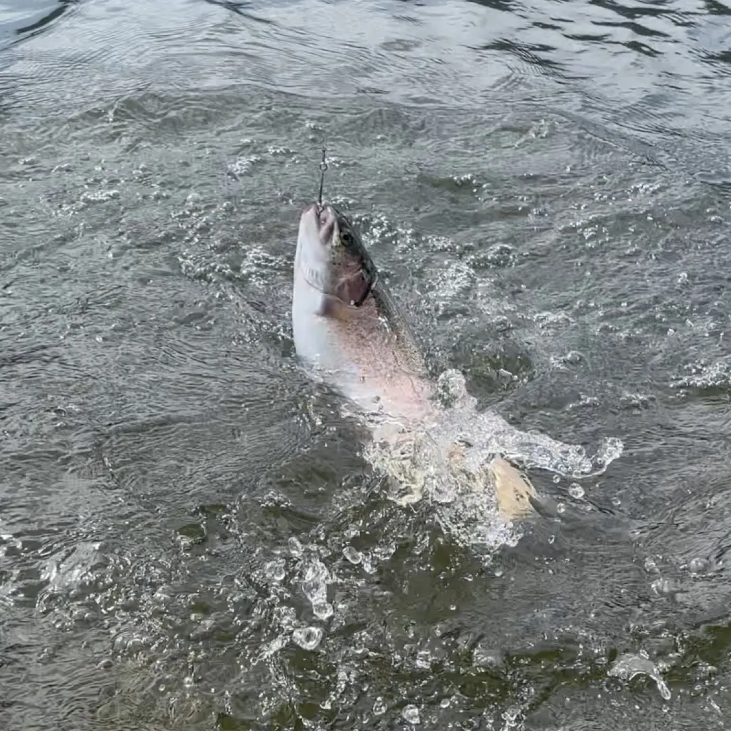 angler catch