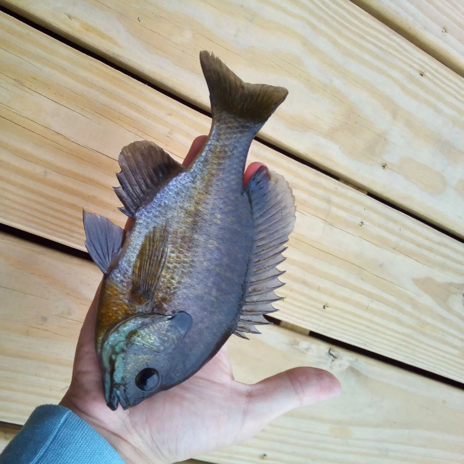 Bluegill caught on Fishbrain