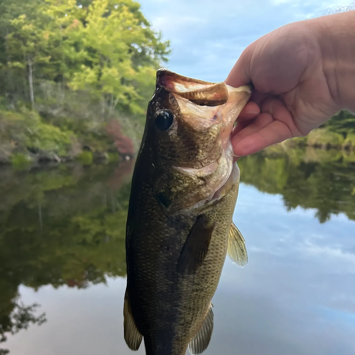 Largemouth bass caught on Fishbrain