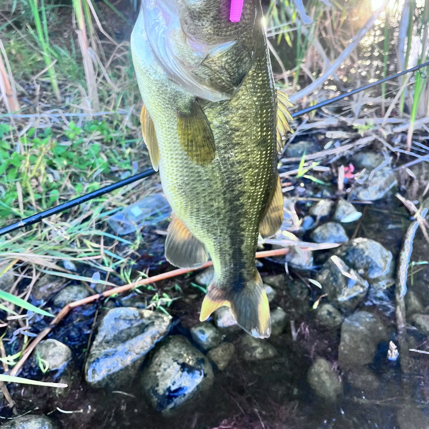 Largemouth bass caught on Fishbrain