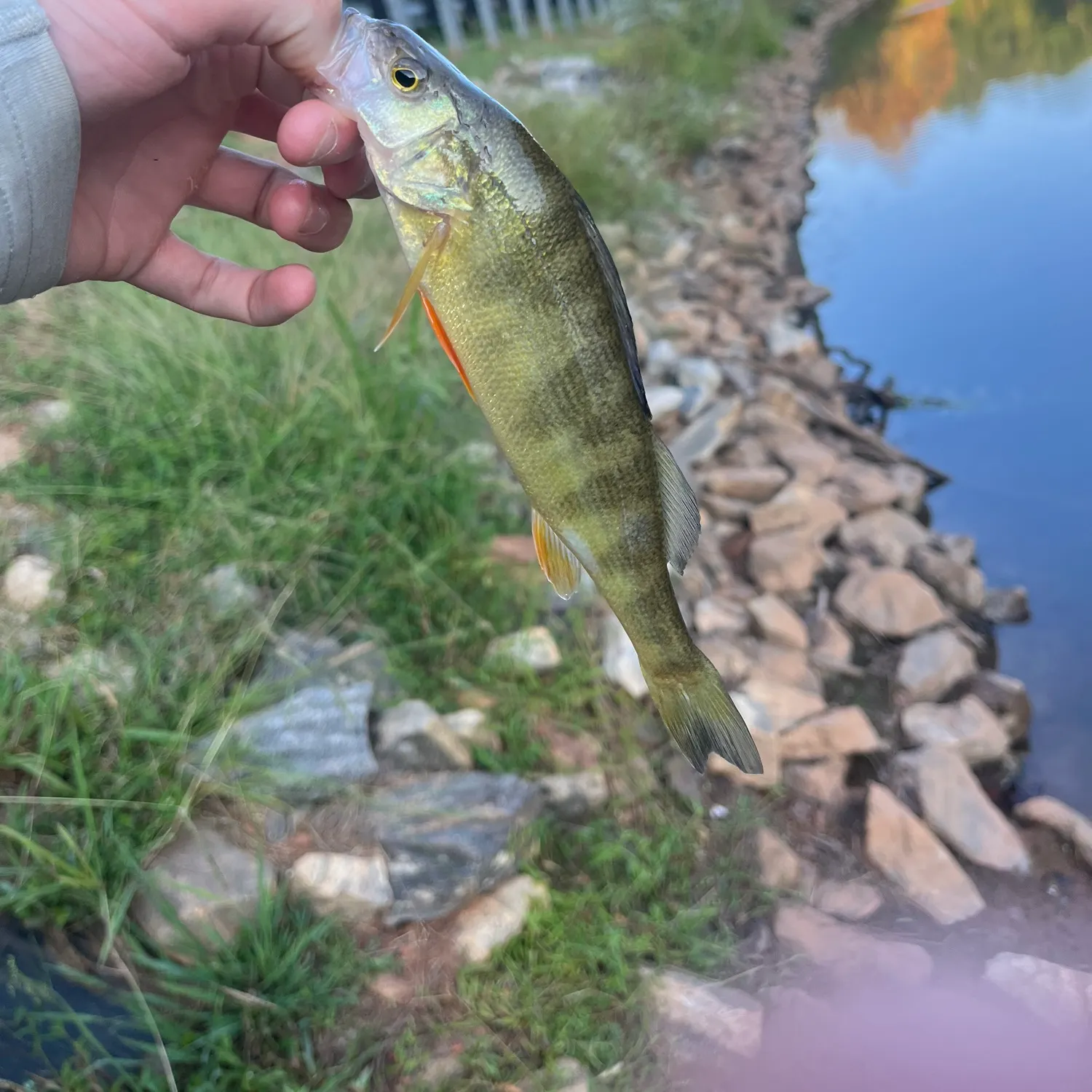 Yellow perch caught on Fishbrain