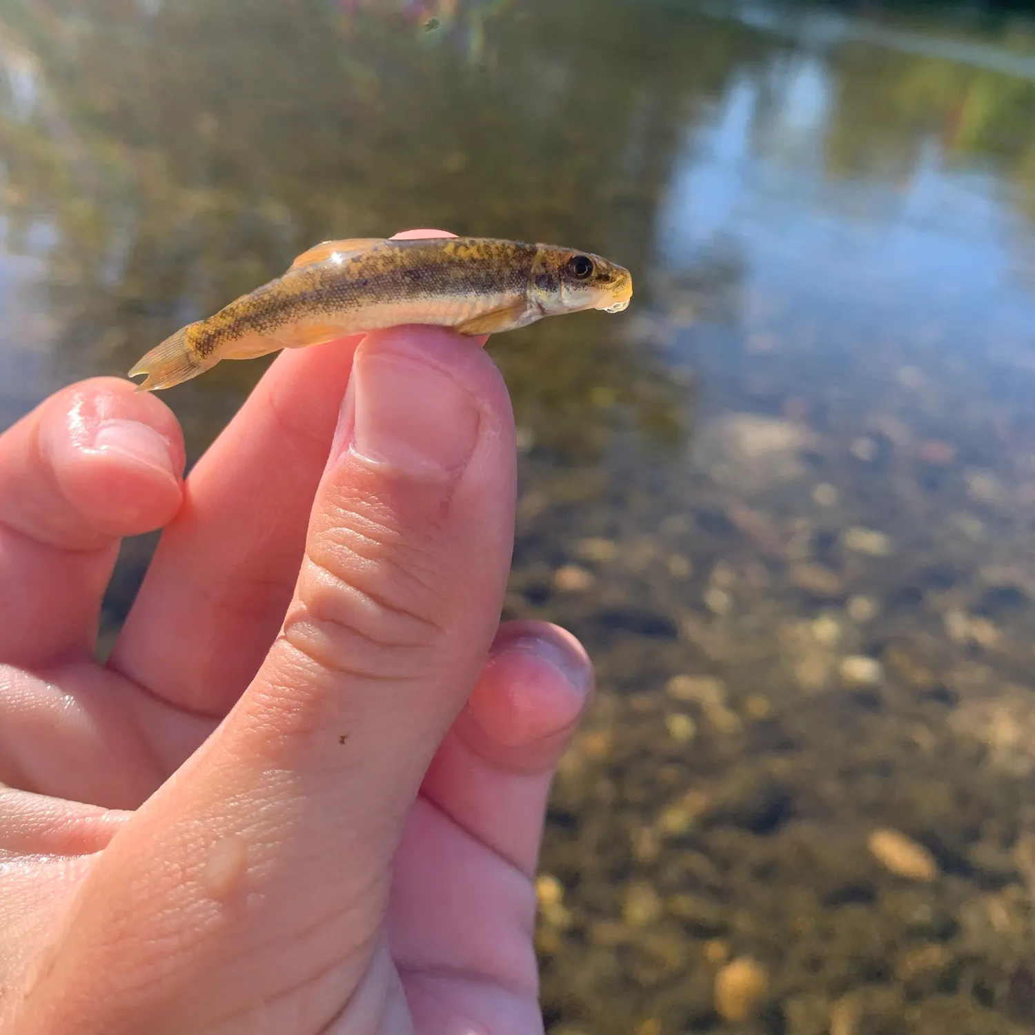 The most recent White sucker catches on Fishbrain