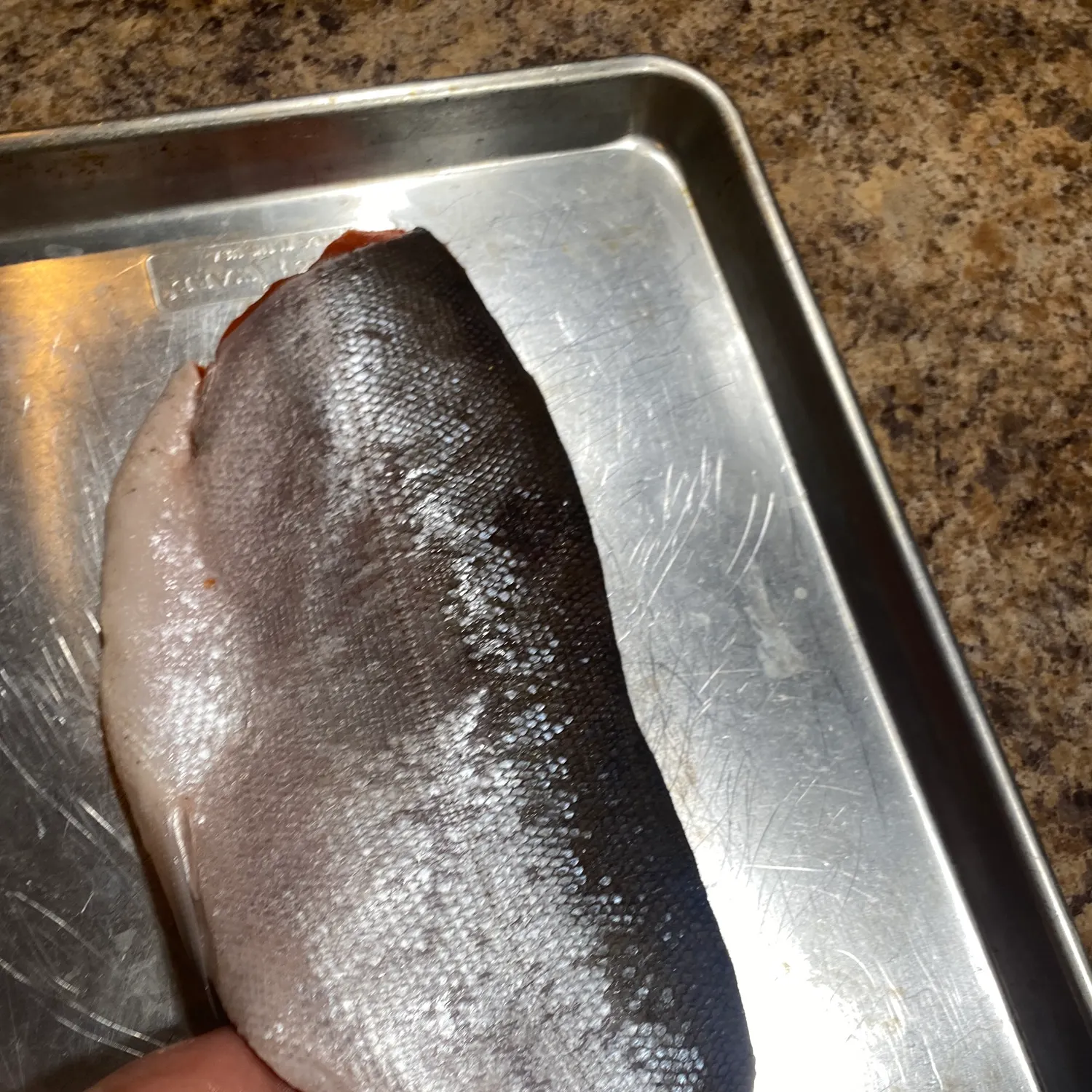 The most recent Sockeye salmon catches on Fishbrain