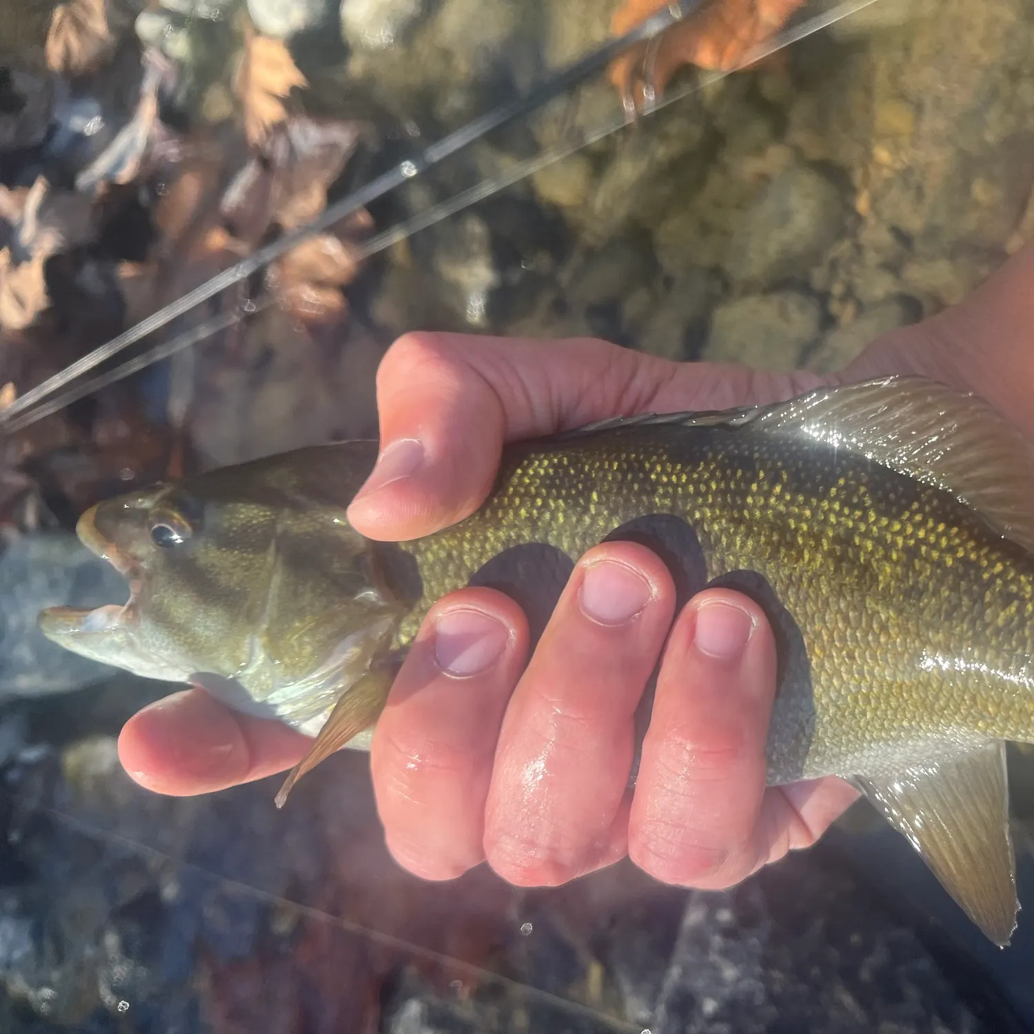 Smallmouth bass caught on Fishbrain