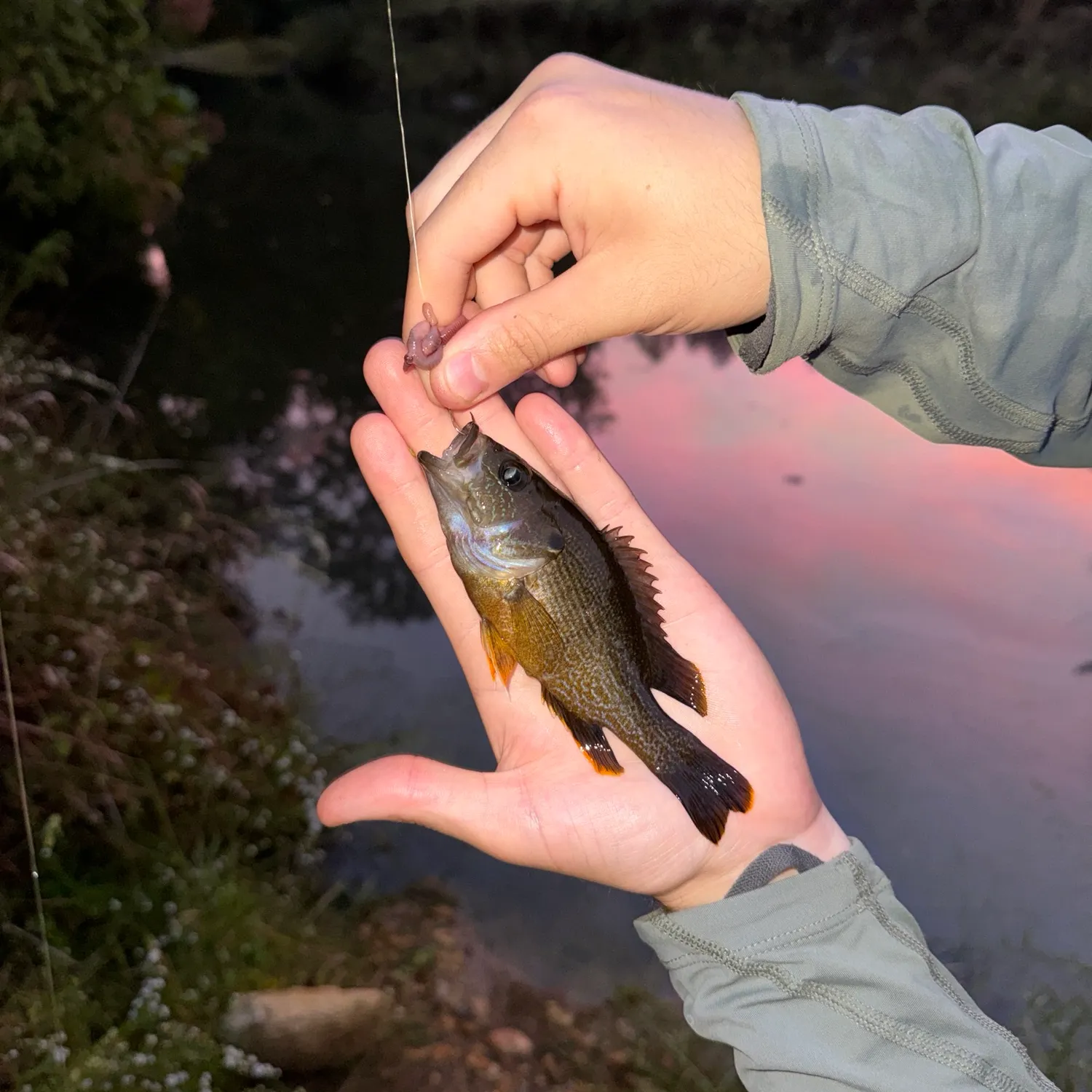 Green sunfish caught on Fishbrain