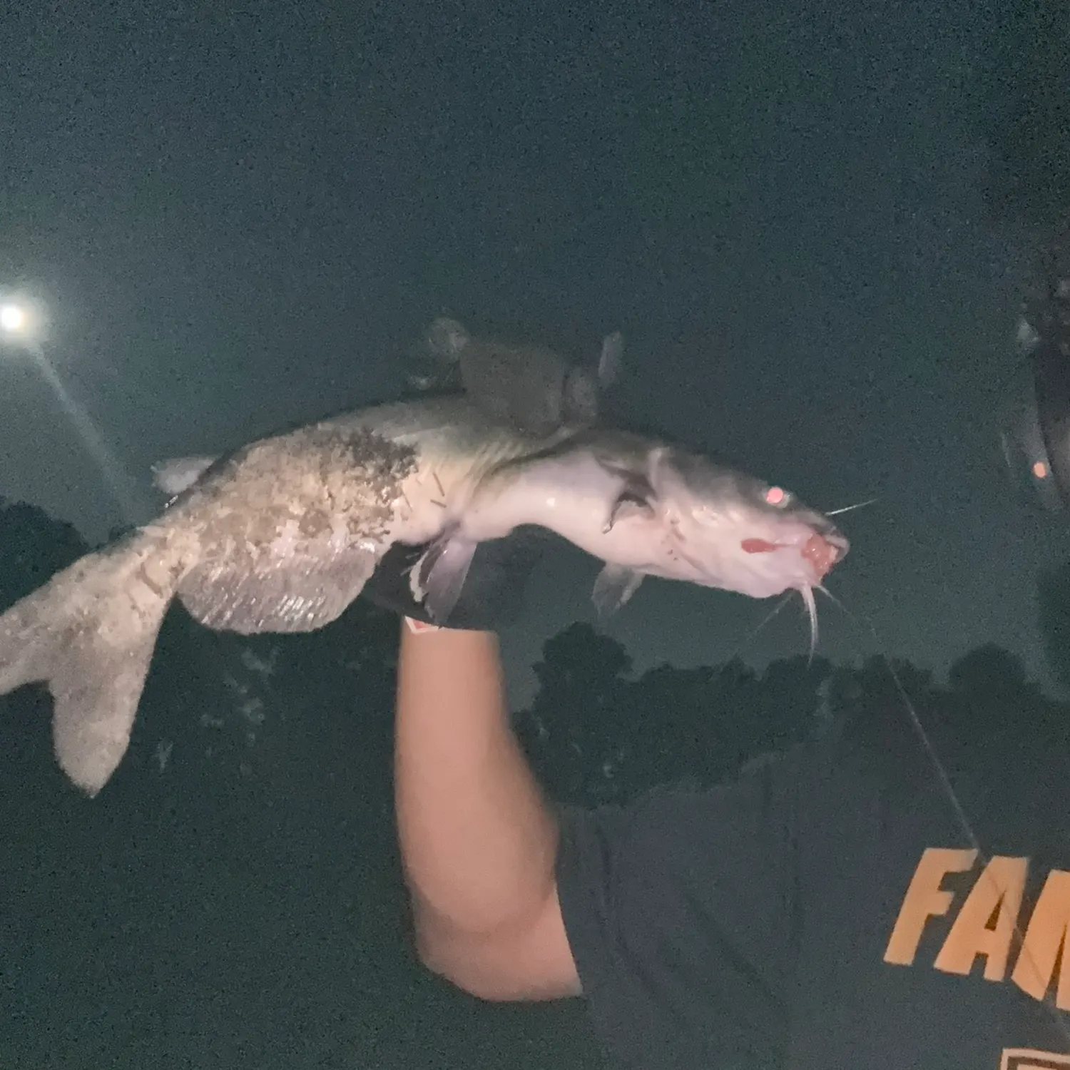 Channel catfish caught on Fishbrain
