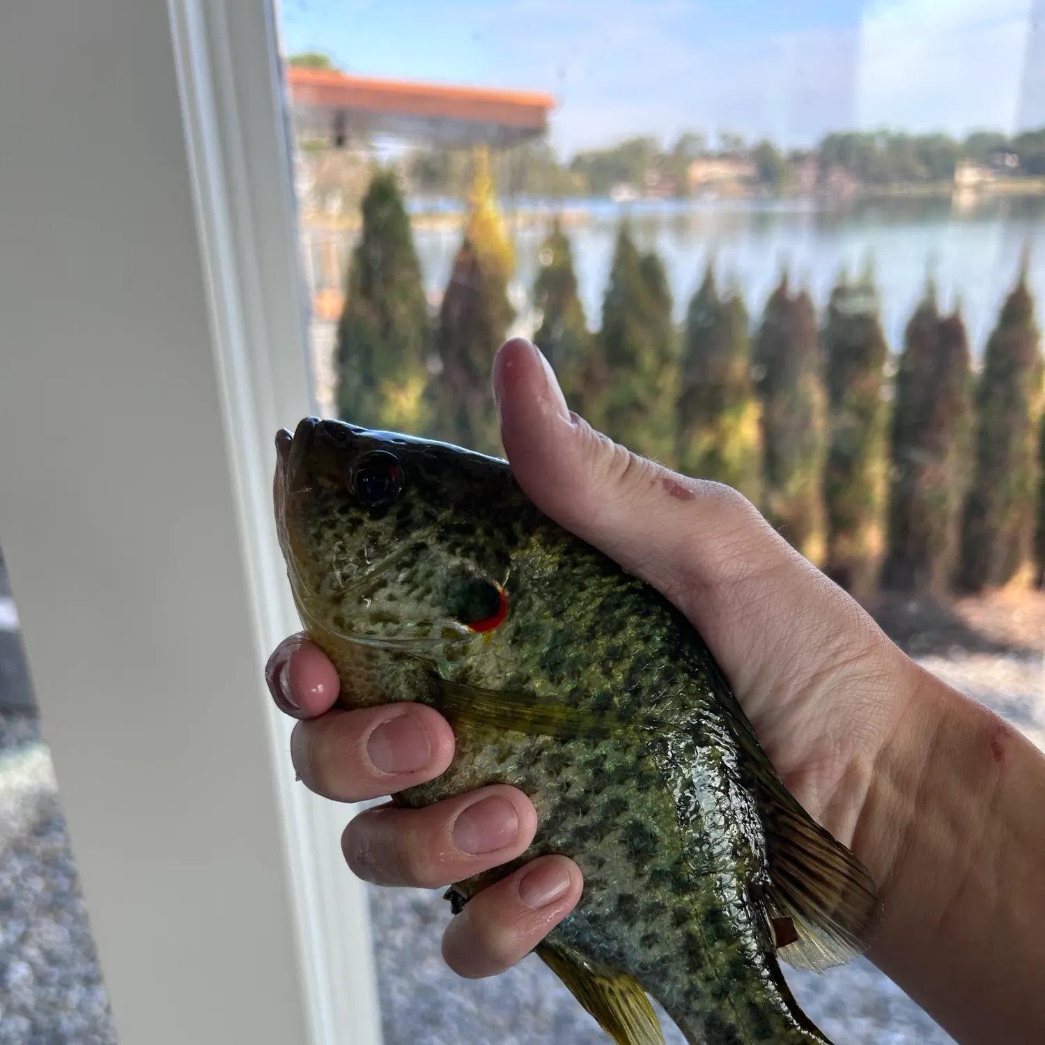 Redear sunfish caught on Fishbrain
