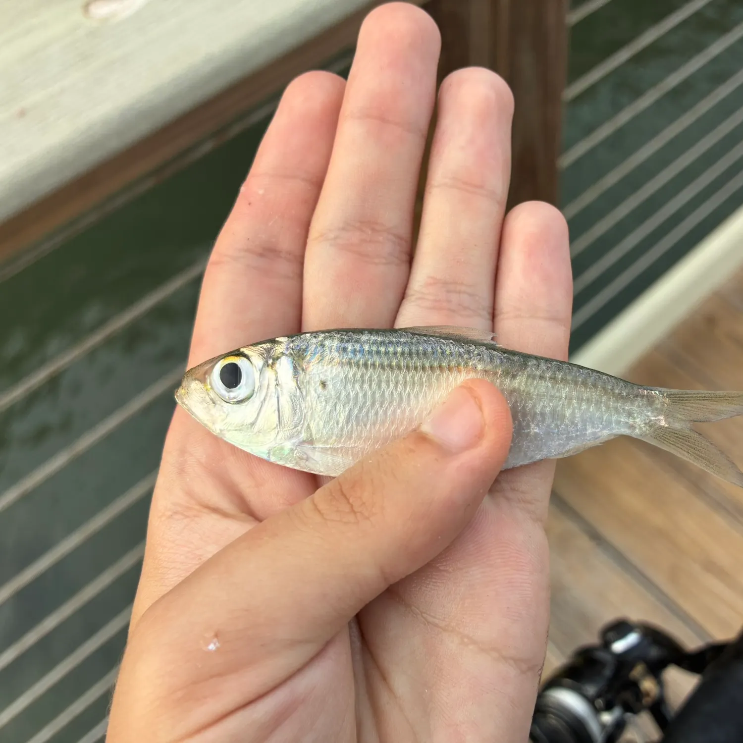 Scaled herring caught on Fishbrain