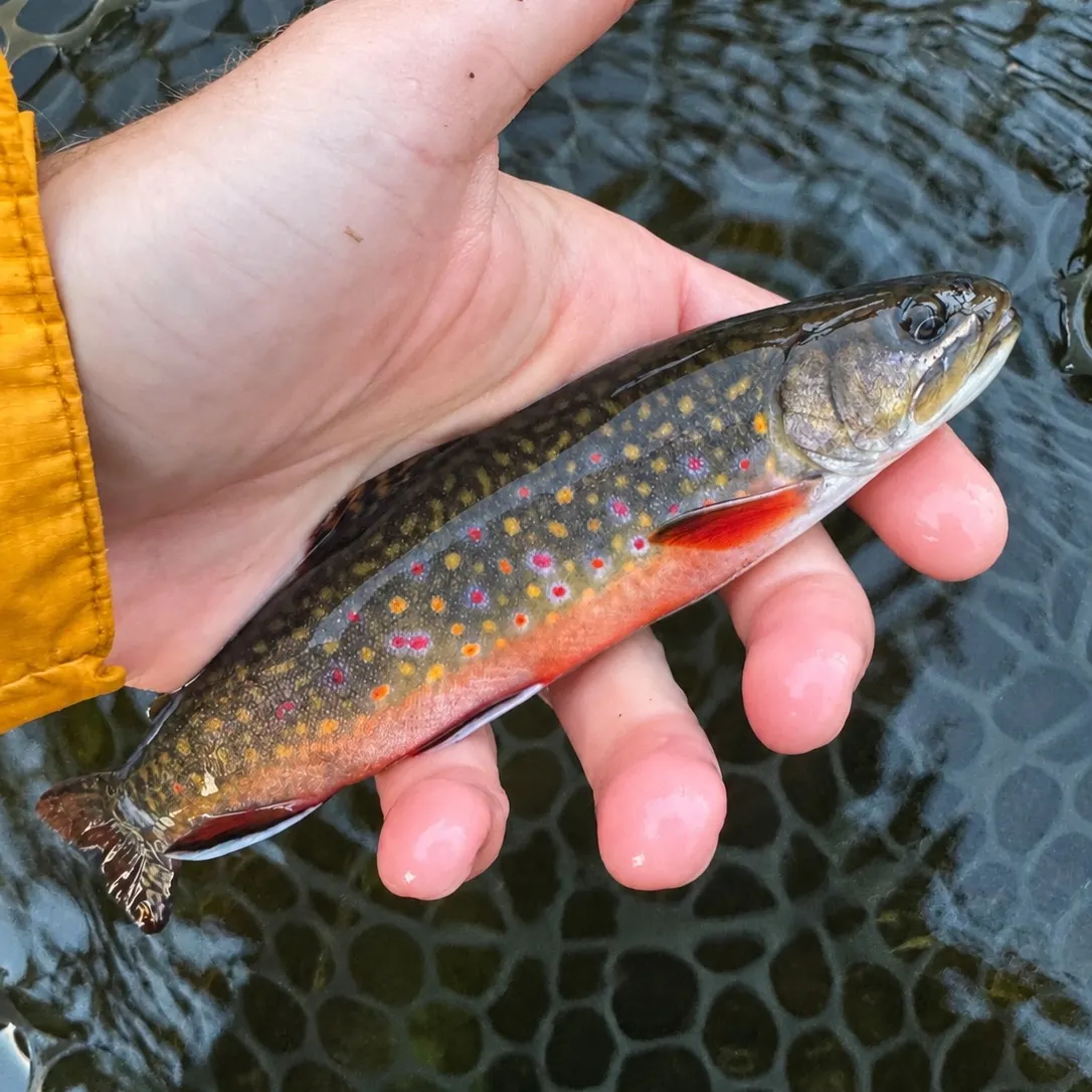 Brook trout caught on Fishbrain