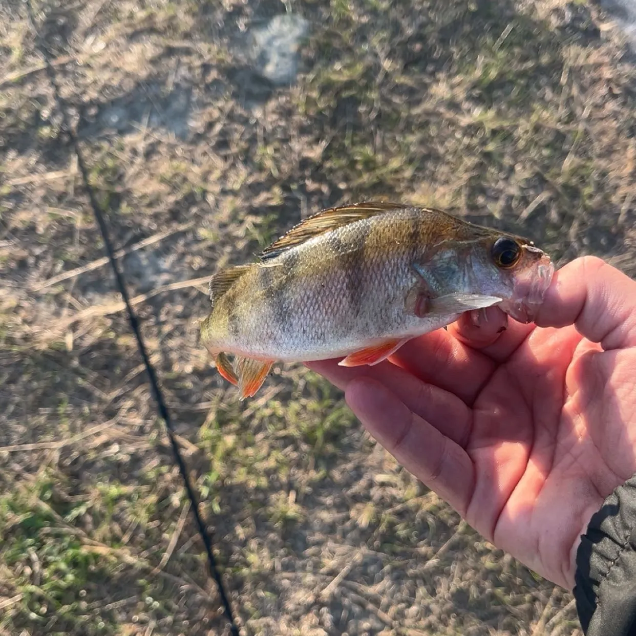 European perch caught on Fishbrain