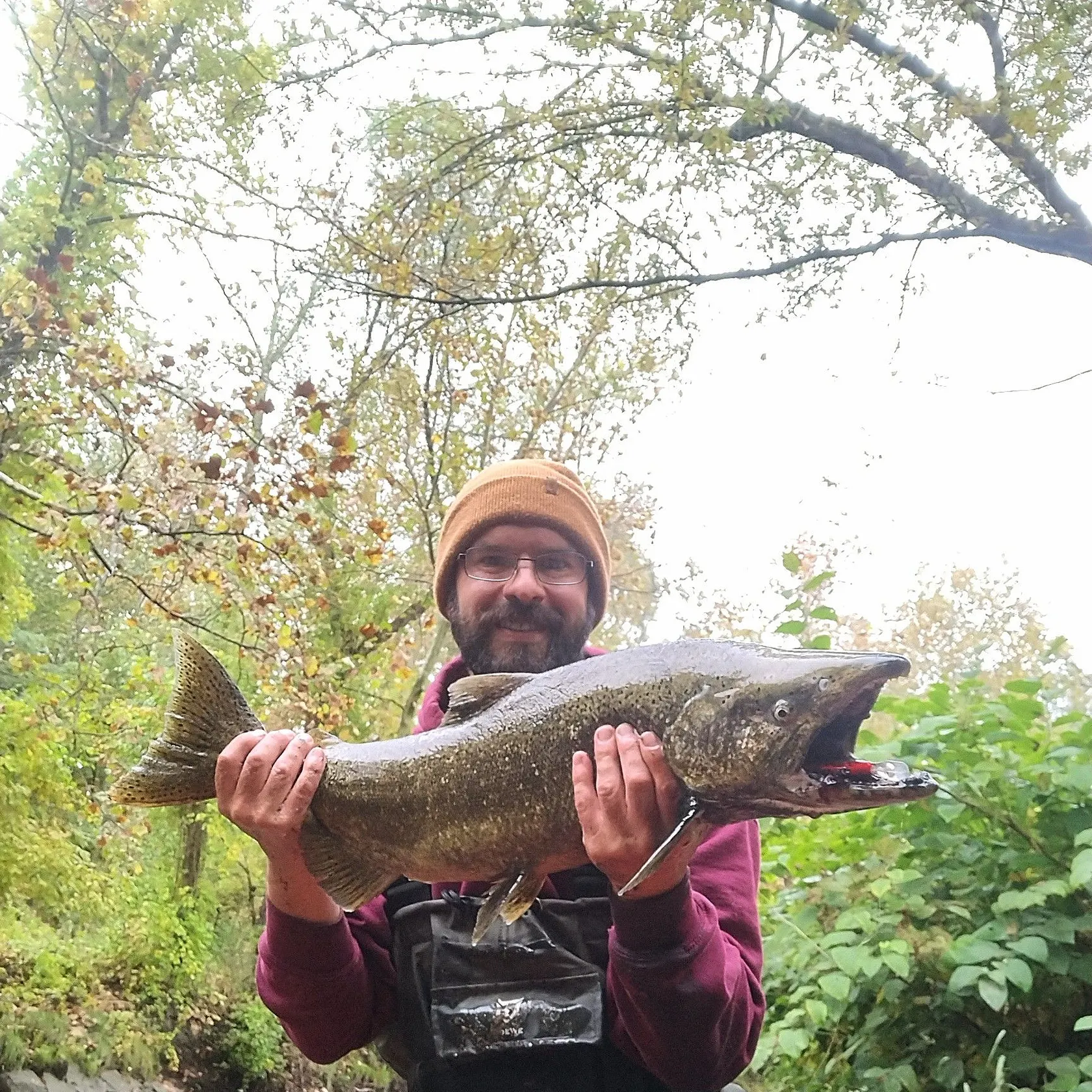 Chinook salmon caught on Fishbrain