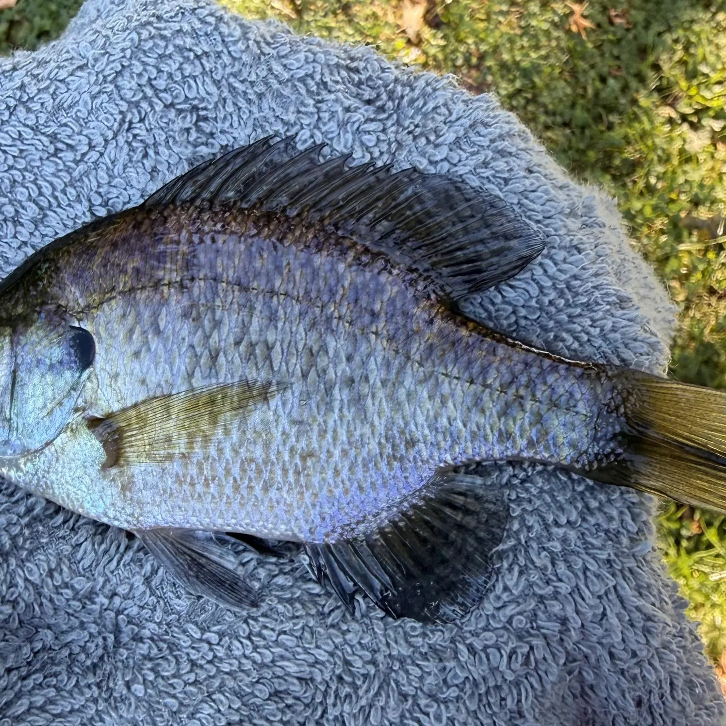 Bluegill caught on Fishbrain