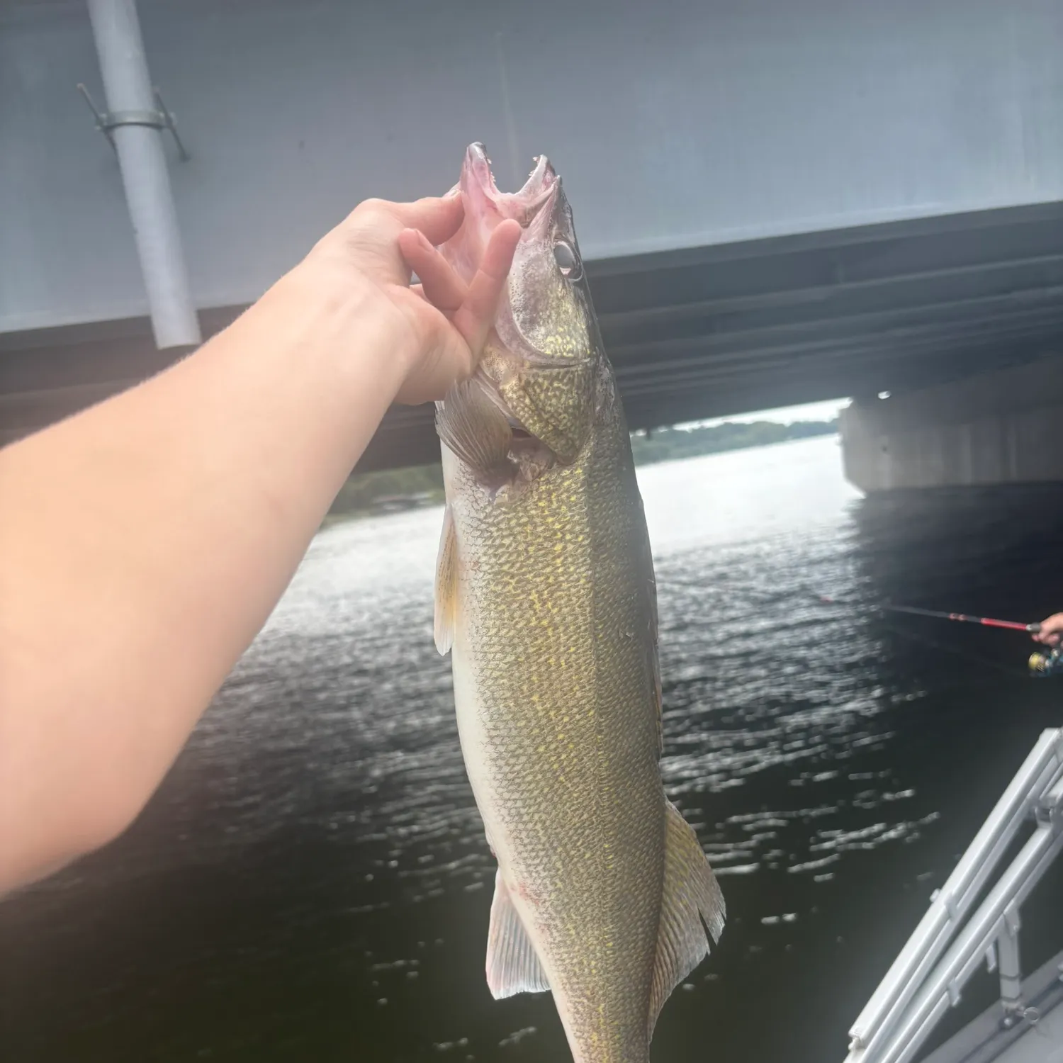 Walleye caught on Fishbrain