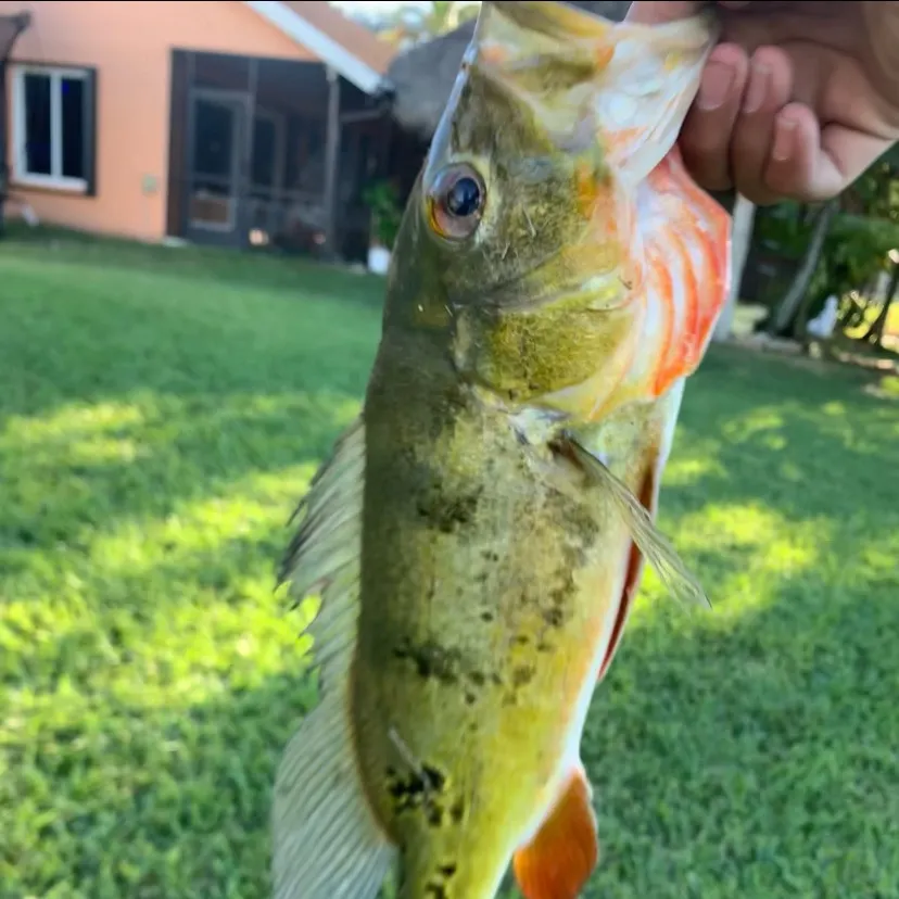 Butterfly peacock bass caught on Fishbrain