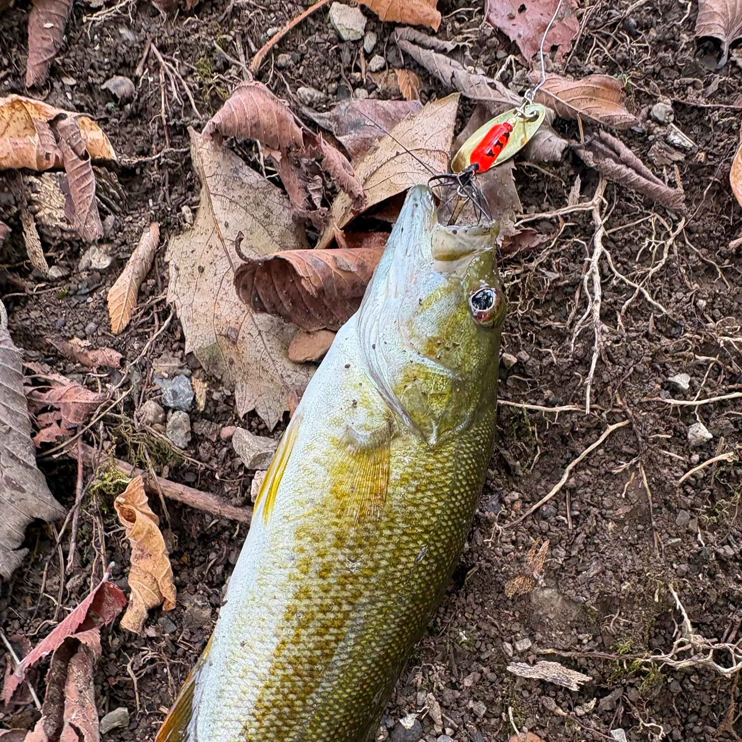 Smallmouth bass caught on Fishbrain