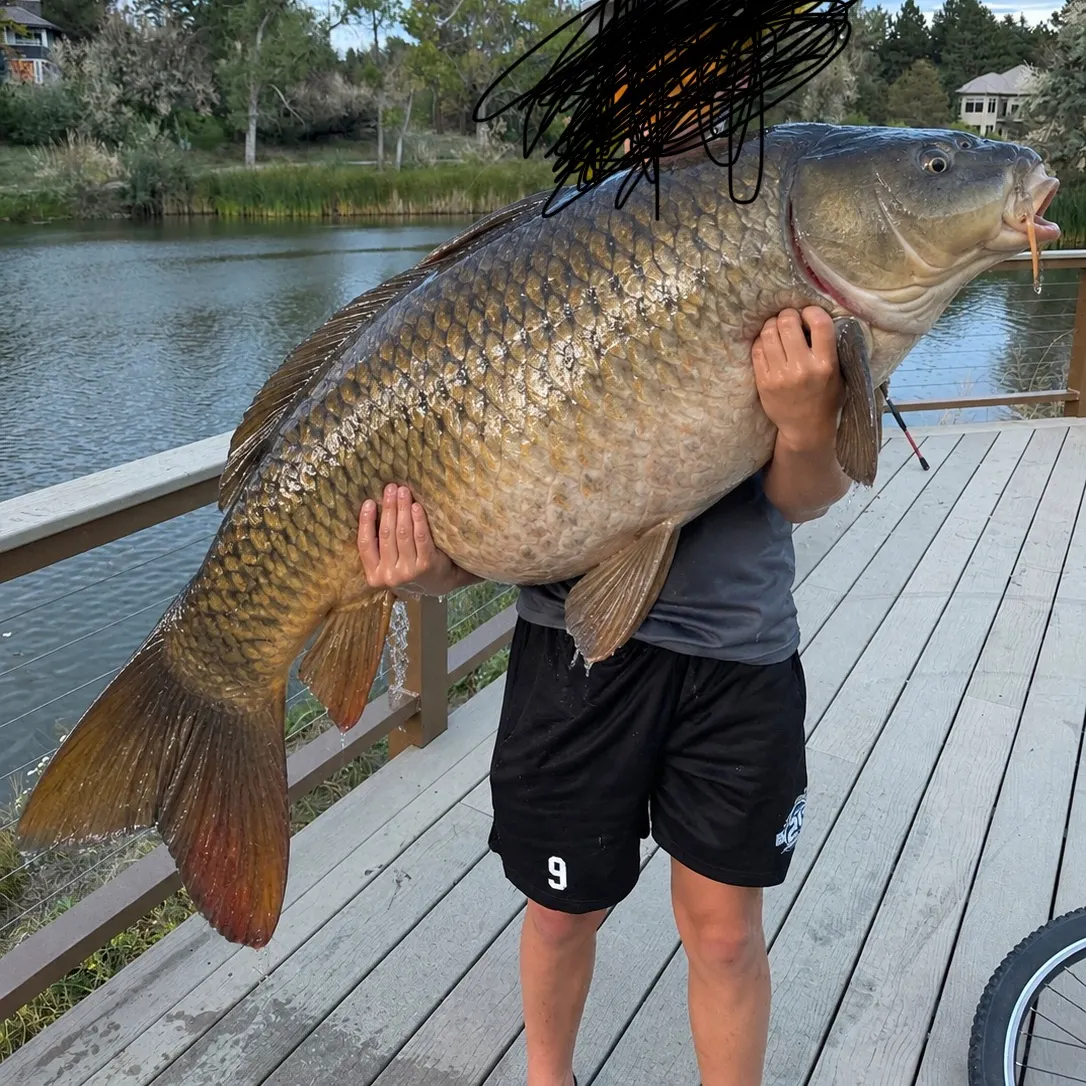Common carp caught on Fishbrain